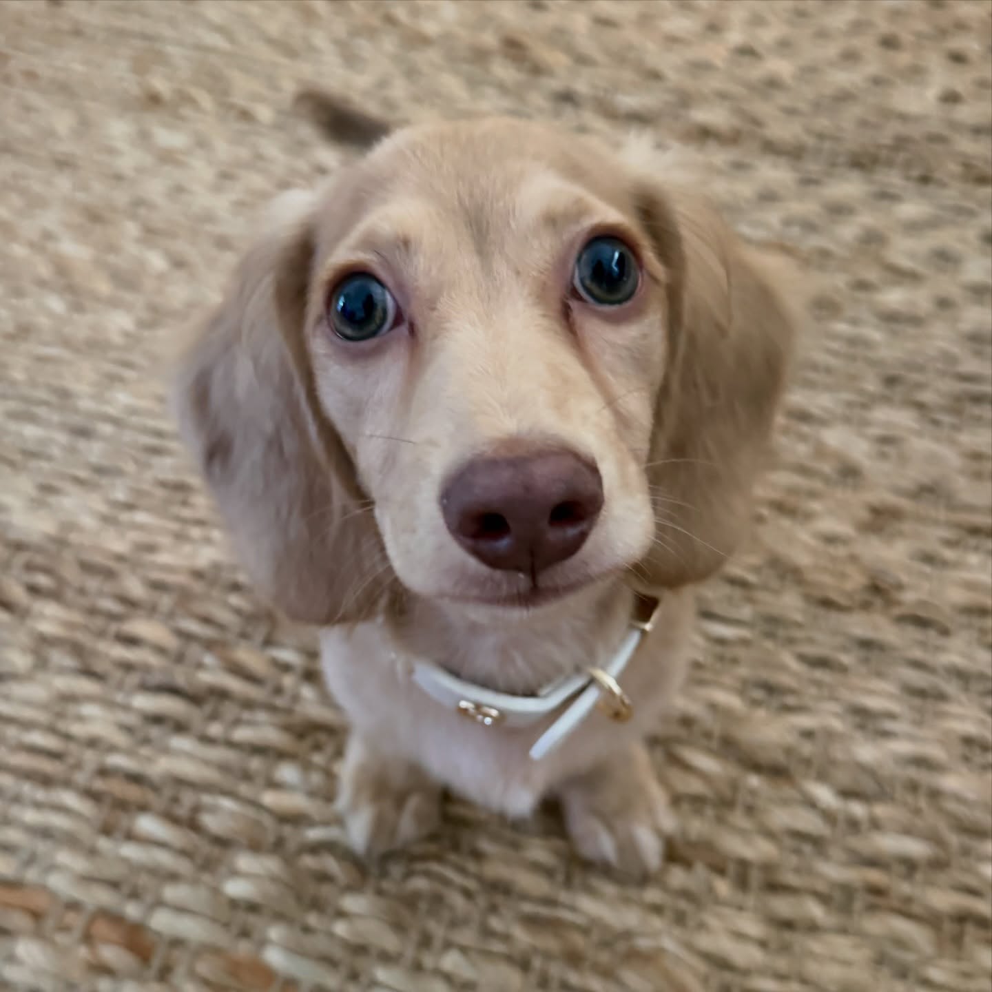 How cute is River 🫶🏼 Did a private session learning about recall, marker words and foundations for his dedicated mum @peyton.oflaherty excited to see this little man grow. Bred by @serendipity_dachshunds so already so much work as gone into his crate training and toilet training because that’s what happens when you get a well bred puppy 🤌🏼