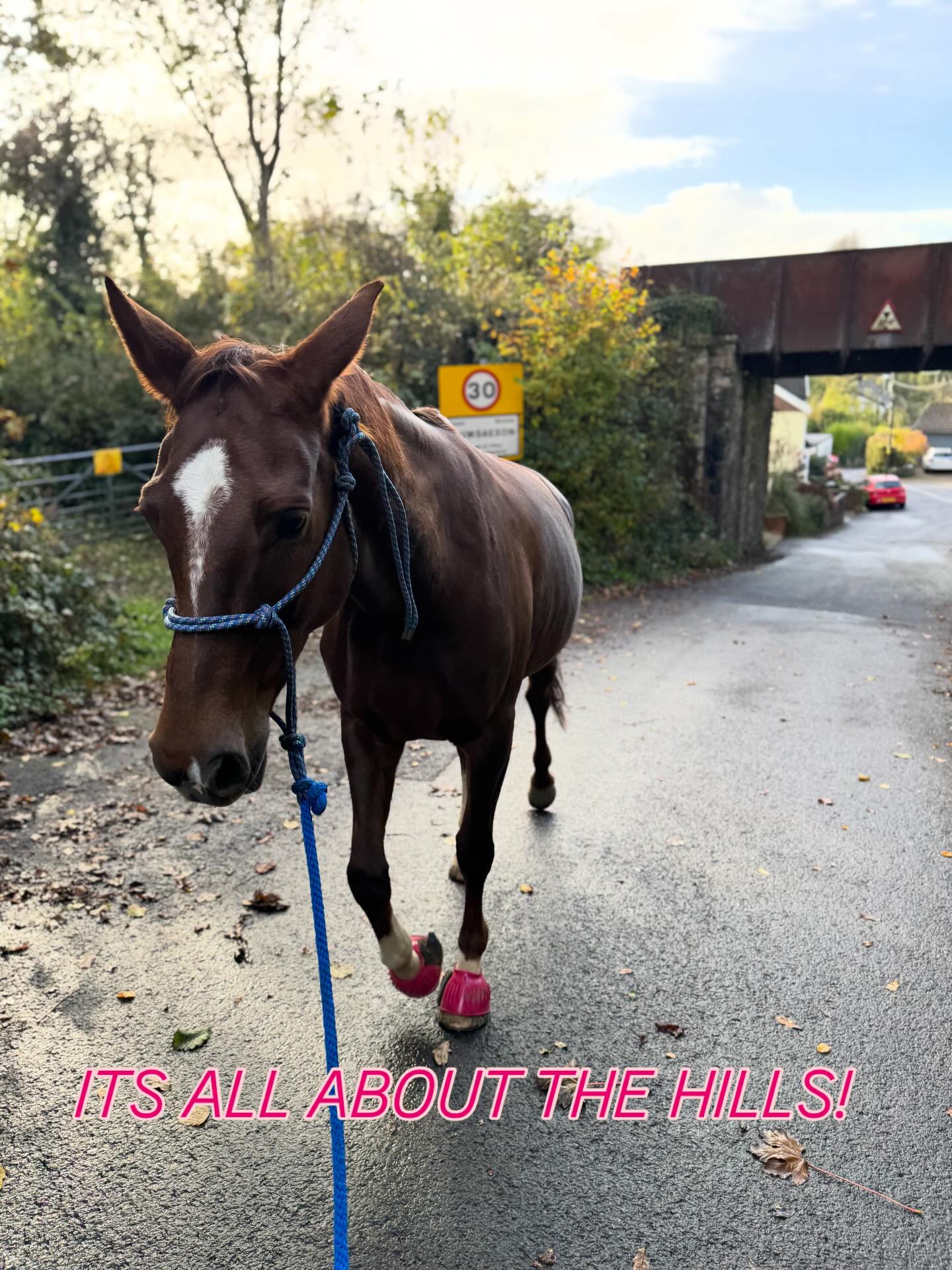 Super inspired by the healthy horse conference @nkc_equestrian
The main takeaway to empower horses, share our knowledge and make happier healthier horses! 🐴
Therefore I decided to do a little blog on how hill work can help your horses.
Go check it out https://www.andersonequineandridertherapy.com/post/it-s-all-about-the-hills
#healthyhorse#equinetraining#equinerehab#equinerehabilitation#acpat#vetphysio#equinephysiotherapist#wales#nkcequestriantraining#alwayslearning#hillworkforhorses#hillwork