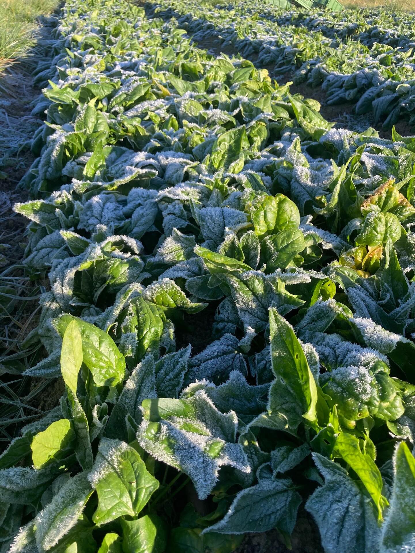 Nach so einem Frost schmeckt der Spinat süßer und noch leckerer. #spinat #bodenfrost #wintergemüse #popeye #solidarischelandwirtschaft #gemüsekiste #eatlocal #solawi #farmtotable #farmlife #frohlawi #biogemüsekiste #Reinickendorf #hohenneuendorf #stolpe #hermsdorf #frohnau #frischvomfeld #FrischeErnte