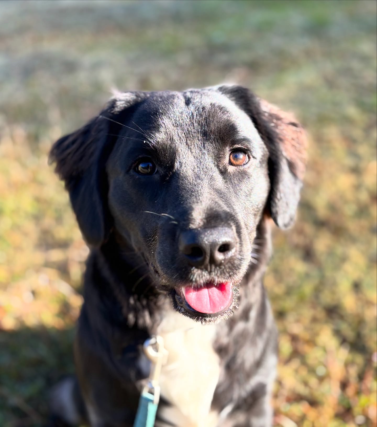 Good morning from Indy! That face says it all: happy dogs make the best students.
#positivevibes #dogsofsavannah #rescuepup #dogtrainingfun