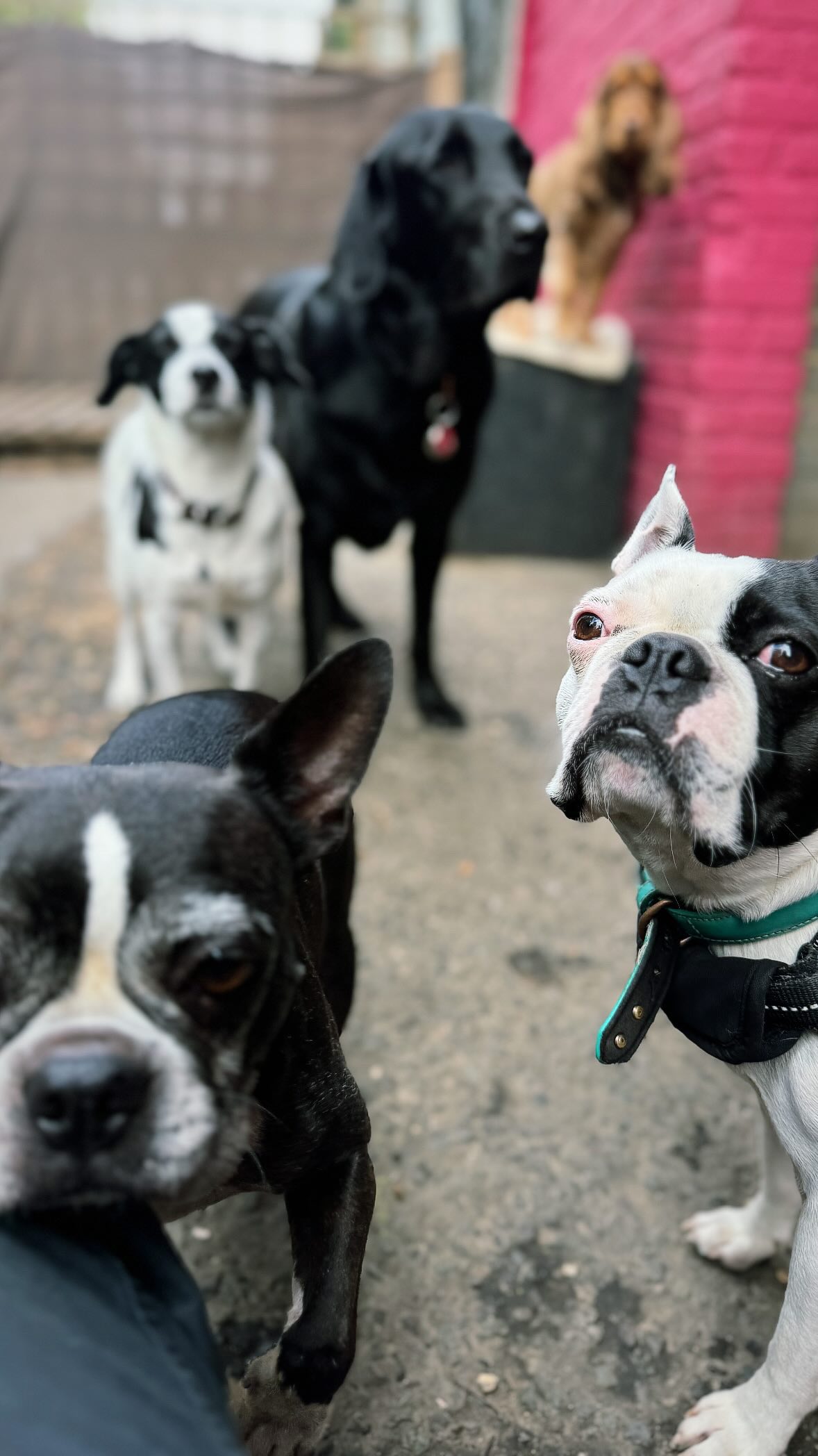 Sundays are made for cuddling 🩷💜
#dogdaycare
#dogcuddles
#dogscuddling
#doglove
#dogfriends
#cutedogs
#daschund
#daschundpuppy
#shihpoo
#shihpoosofinstagram
#brixtondogs
#peckhamdogs
#brixtonlove
#peckhamrye