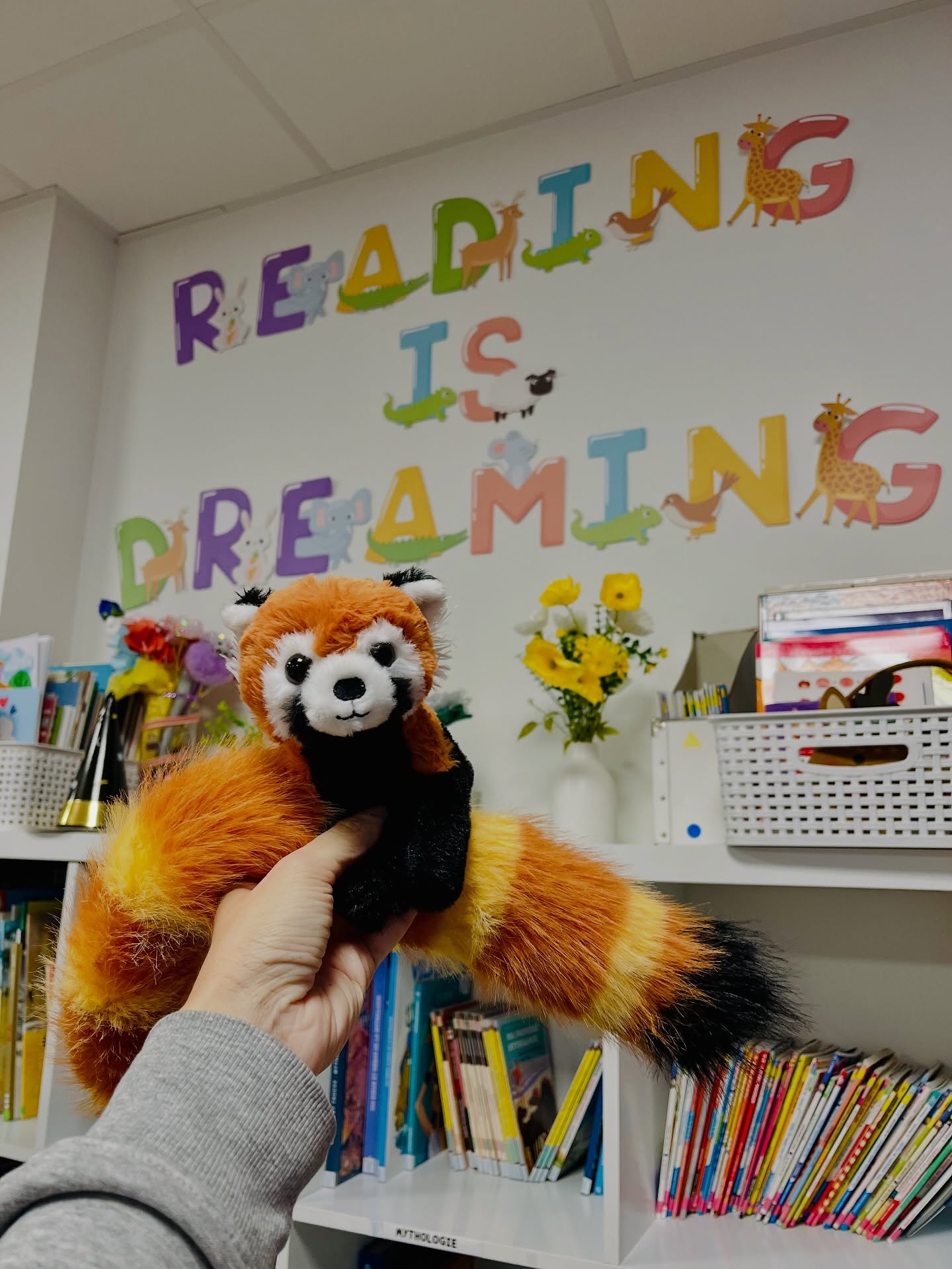 P•E•L•U•C•H•E•S
▶️ Et toi, tu as des peluches dans ta classe ? C’est quoi leur petit nom ?
Ici on a notre nouvelle mascotte Caramel le panda roux, Belle le chien, et puis Lily et Lila les deux jumelles, Ama la girafe, Mickey et Mouse (les deux Mickey) et ensuite mon petit crayon et ses deux amis venus tout droit des Etats-Unis.
Les élèves peuvent les prendre quand ils veulent tant qu’ils ne jouent pas avec en classe.
Beaucoup d’élèves les prennent au coin regroupement et pendant la lecture. Certains les emmènent avec eux sur leur bureau pour la journée.
La psychologue de l’école m’a dit que ça pouvait aider pas mal les enfants qui ont besoin de contact et de faire beaucoup de câlins comme un de mes élèves TSA et en effet ça marche bien avec lui.
En tout cas, même avec des grands (ici en REP+) on peut oser les peluches !
Je suis sure que @livrespourpetiots et @tetaclasses seront bien d’accord avec moi !
Bonne soirée au coin du feu
Maitresselili_lh ✨
#maitresselililh #teampe #teacher #maitresse #cycle3 #cm1 #cm2 #cm1cm2 #pelucheenclasse