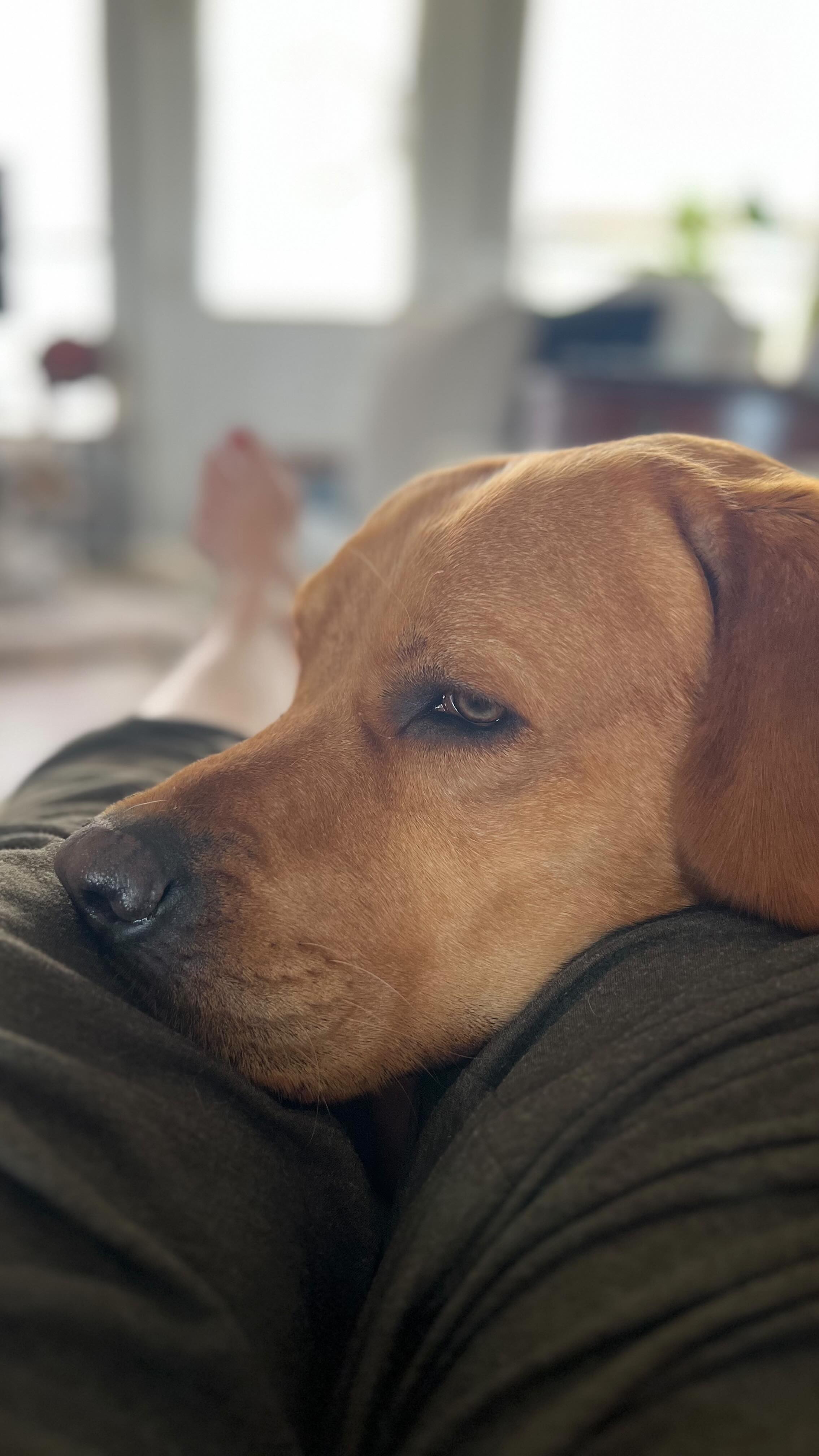 👨🍳 Tim — our gluten-free chef and the eye behind the lens. If it’s beautifully photographed or deliciously made, Tim is the magic behind it.
🌸 Christy — the flower gal with a passion for blooms, candlelight, and cozy creativity. From tending the fields to pouring her signature candle collection and crafting festive holiday goodies, she fills the farm with beauty in every season.
🐾 Remmington “Remmi” — our Red Fox Lab, adventure buddy, head of farm morale, and the namesake of it all. The goodest boy who started this dream.
Here’s to good food, beautiful blooms, handmade warmth, and the sweetest little farm life with this trio. 💛🌿
#TheFarmAtRemingtonsRun #FarmLife #FlowerFarm #GlutenFreeGoodness #CandleMaker #HolidayCrafts #RedFoxLab #MeetTheTeam