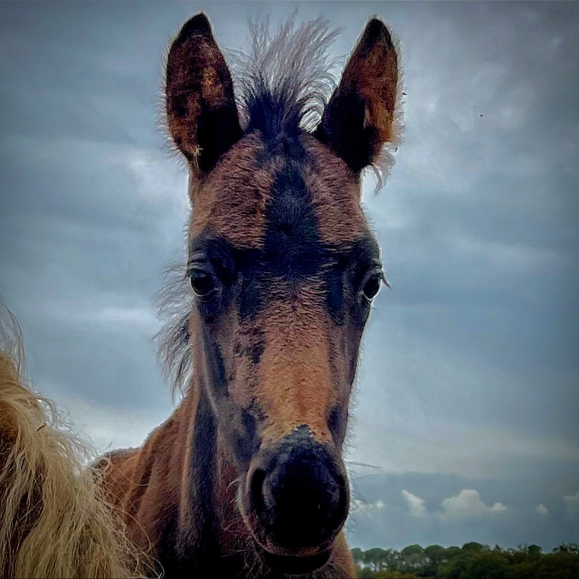 Uno sguardo che racconta mondi,
un silenzio che profuma di libertà.
La sua presenza è forza gentile,
un equilibrio perfetto tra fierezza e delicatezza.
In ogni dettaglio vibra la bellezza autentica della natura… e forse, un pizzico di misterioso fascino✨🐎
Ein Blick, der Geschichten erzählt,
ein stiller Moment voller Freiheit und Würde.
Seine Präsenz ist sanfte Stärke – ein harmonisches Gleichgewicht zwischen Anmut und Charakter.
In jeder Nuance liegt die Wahrheit der Natur…
und auch ein Hauch von stiller, geheimnisvoller Eleganz✨🐎
#Maremmano #Pony PonyLife #PonyMagic CavalliInLibertà FreiheitAufVierHufen Maneggio Reitstall HorseVibes EquineElegance PonyPower Naturverbunden Pferdeglück Pferdemoment WildUndSanft HorseSpirit SanfteStärke PonyMoments Pferdeliebe EleganzaNaturale EquineSoul Herzenspferd PonyWorld StallLiebe HorsePhotography NatureAndHorses Pferdepoesie LebenMitPferden StilUndAnmut FreiheitSpüren