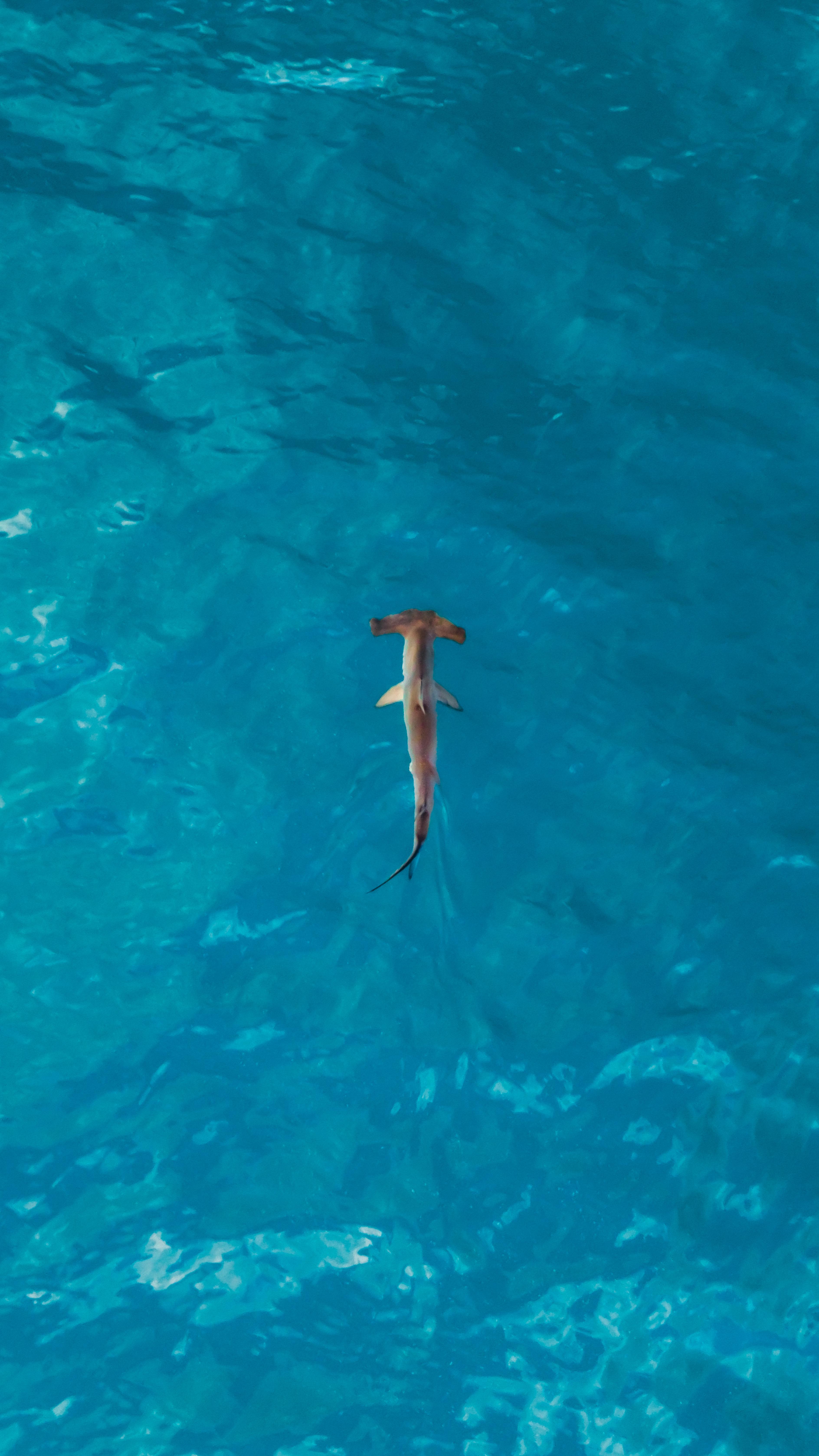 Golden Hour Hammerhead ✨