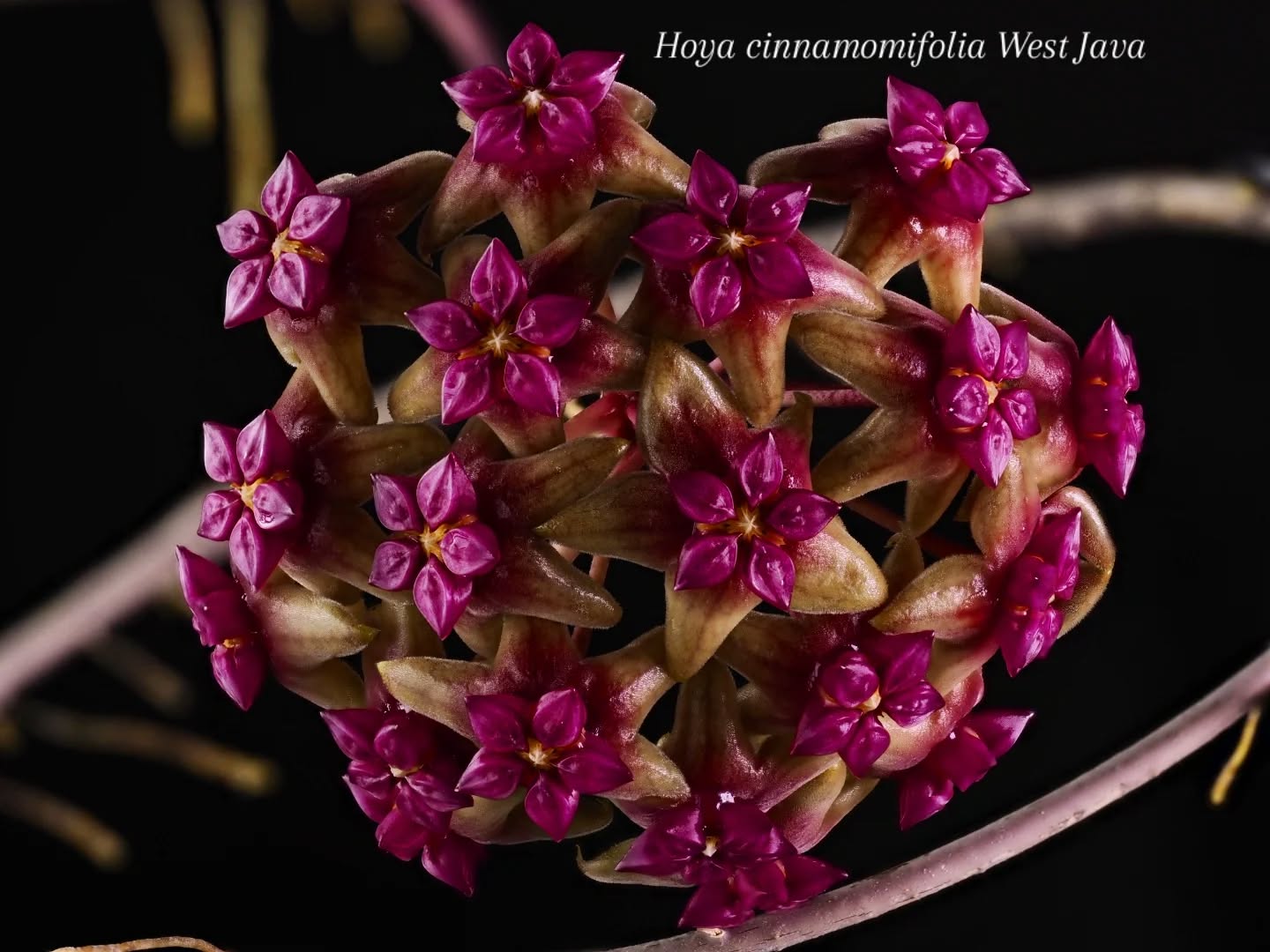 Originally bought this one for its nice elongated leaves, with the black margins, but I was also pleasantly surprised to see these amazing flowers, with their pretty intense red / copper, purple / pink coloration. Not a huge fan of the smell though....