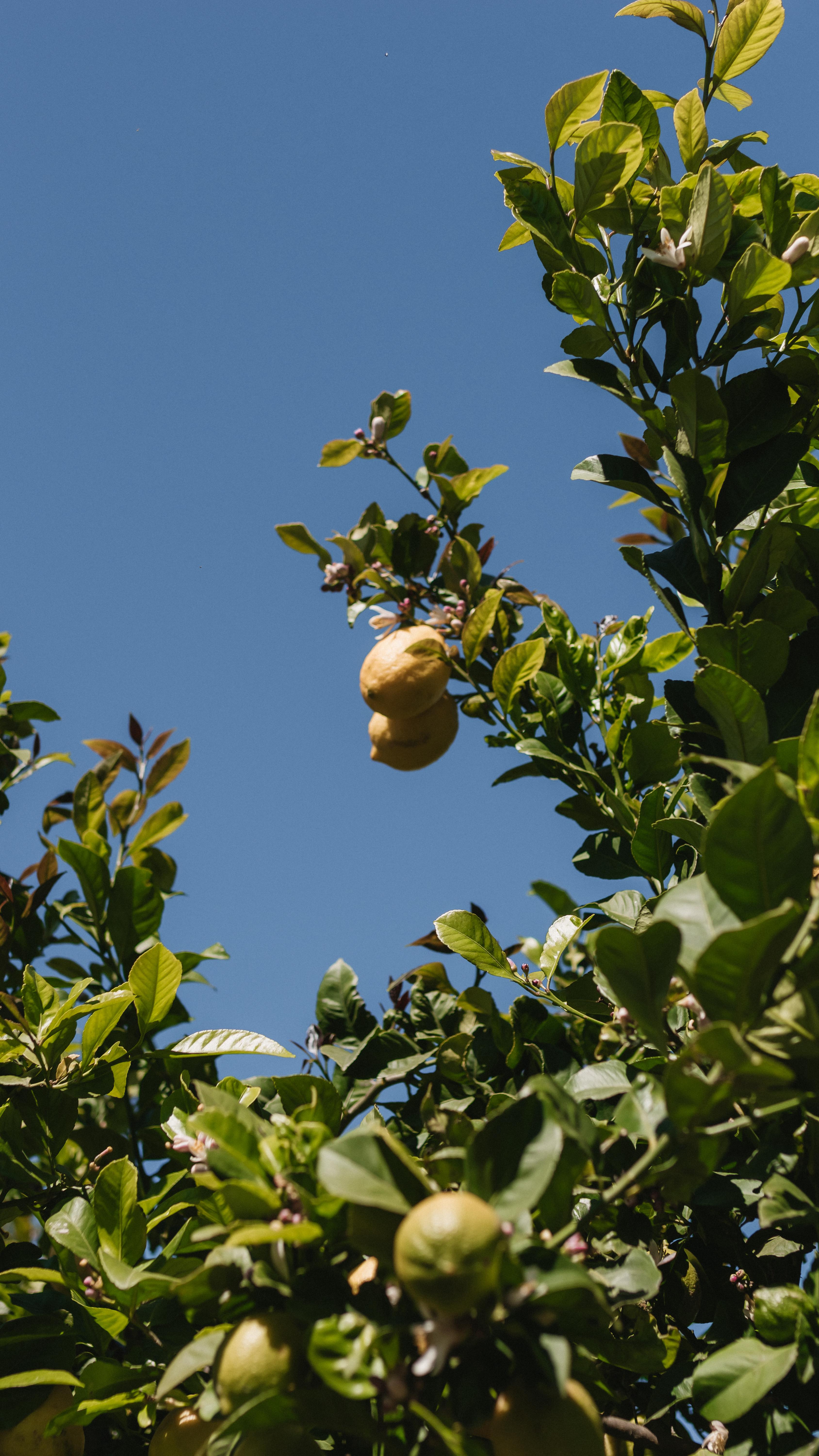Christen & Gerhard’s day was stunning, with their ceremony on the lawn and the mountain tops in the background, the reception was spent in our olive grove open air area. 🍃
The venue is yours to use for all your dream ideas to come to life! 🤍
Venue: @olijvenkraalweddings
Coordinator: @thegrandplanner
Catering: @nabyfarm
Photographer: @bolandweddings_markusgericke
Floral design: @thegrandbotanist
Decor: @grandroomdesign
Stationary: @paperrings.studio