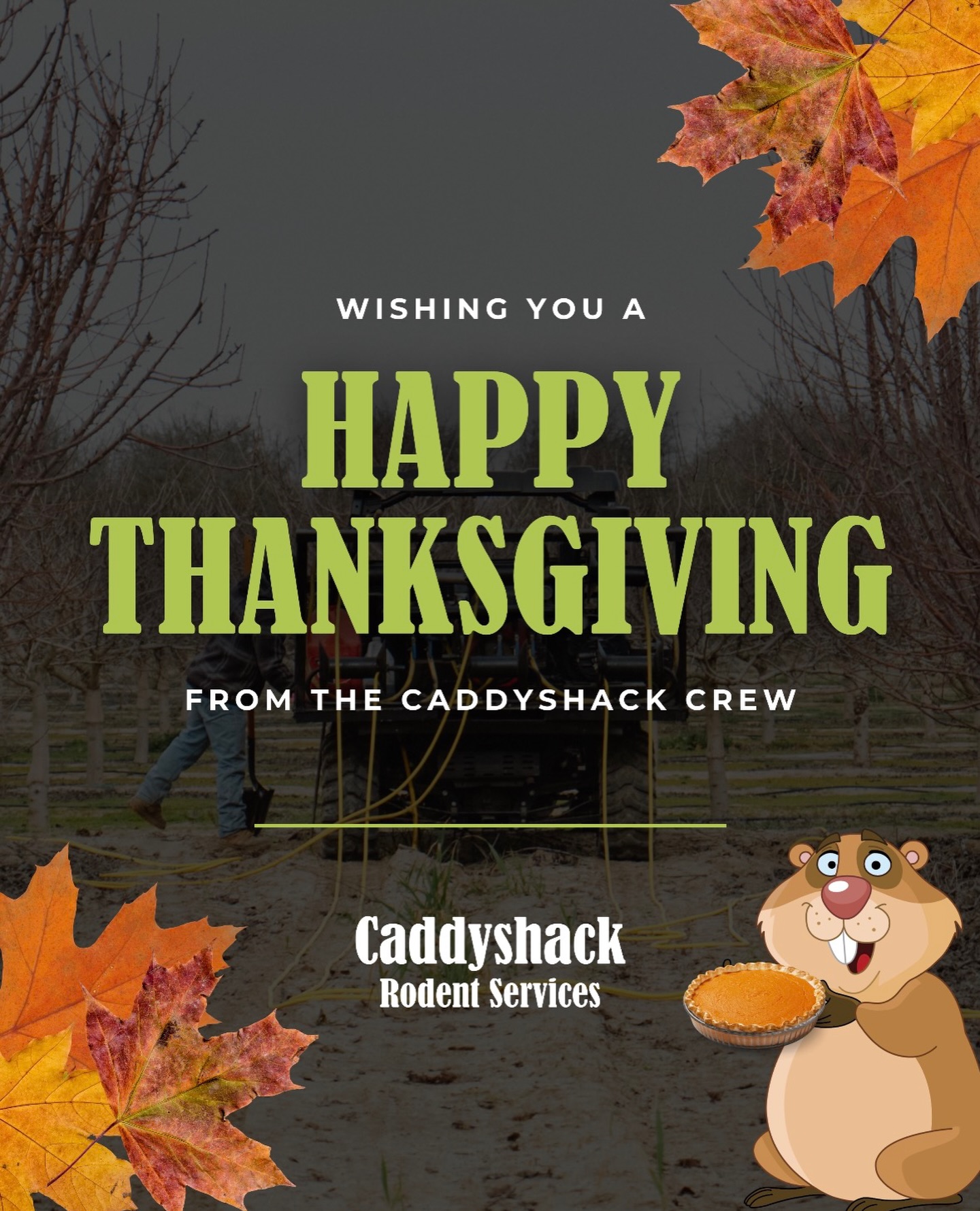Happy Thanksgiving from the Caddyshack family! ๐ฆ๐พ
Weโre grateful for our growers, our team, and another season of keeping orchards rodent-free.
๐ North & Central Valley โ (209) 564-8207
๐ South Valley โ (559) 395-2537
#rodentcontrol #pestcontrol #agservices #agriculture #farming