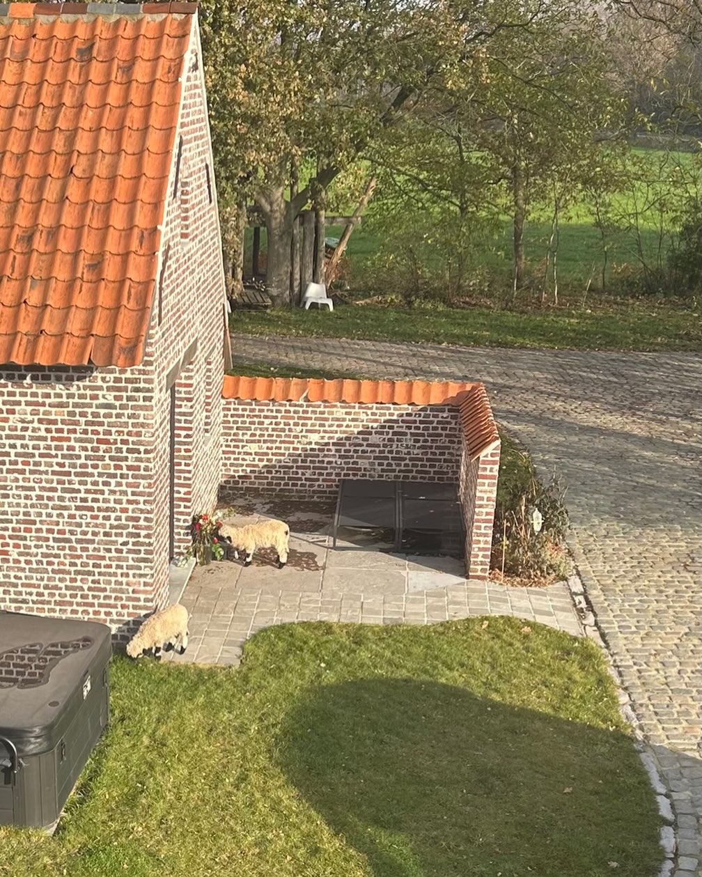 Cezanne & Cezar… de rebbelen van de boerderij…