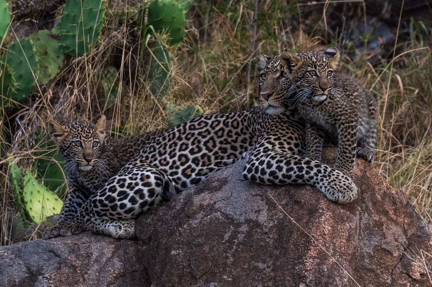 Leopard cubs are born tiny, blind, and completely dependent on their mother. A typical litter has 2–3 cubs, and for the first 6–8 weeks they remain hidden in dense cover while their mother moves them between safe den sites. Once they’re strong enough to follow her, they begin venturing out — exploring, scrambling over rocks, and practising their climbing skills alongside mum, just like these two.
Although leopards are famously elusive, they’re thriving at Loisaba. Careful habitat management, minimal disturbance, strong research partnerships, and exceptional guiding have created conditions where leopards are regularly seen. Today, 74% of game drives from Loisaba Tented Camp (@elewanacollection) record a leopard sighting.
Photo © @jamielucasphotography
#LandConnectedLifeProtected #LoisabaConservancy #LeopardCubs #WildlifePhotography #NatureConservation #BigCats #AnimalBehavior #ExploreTheWild #NaturalHabitat #WildlifeWatching #SafariAdventure #EndangeredSpecies