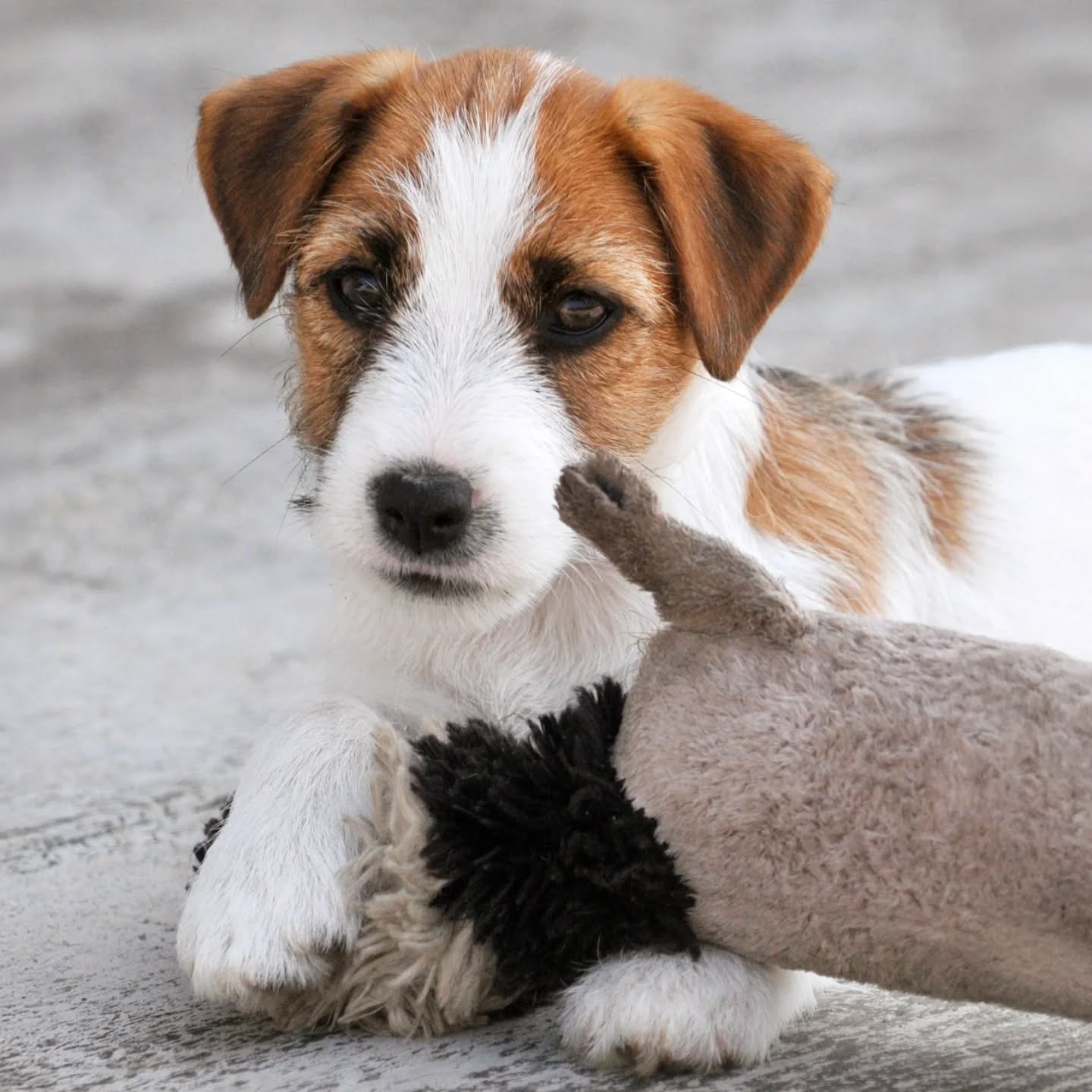 That face❤️🐶
.
.
.
.
#ivynookkennel #jackrussellpuppy #jackrusselleurope #jackrussellitaly #jackrusselldog