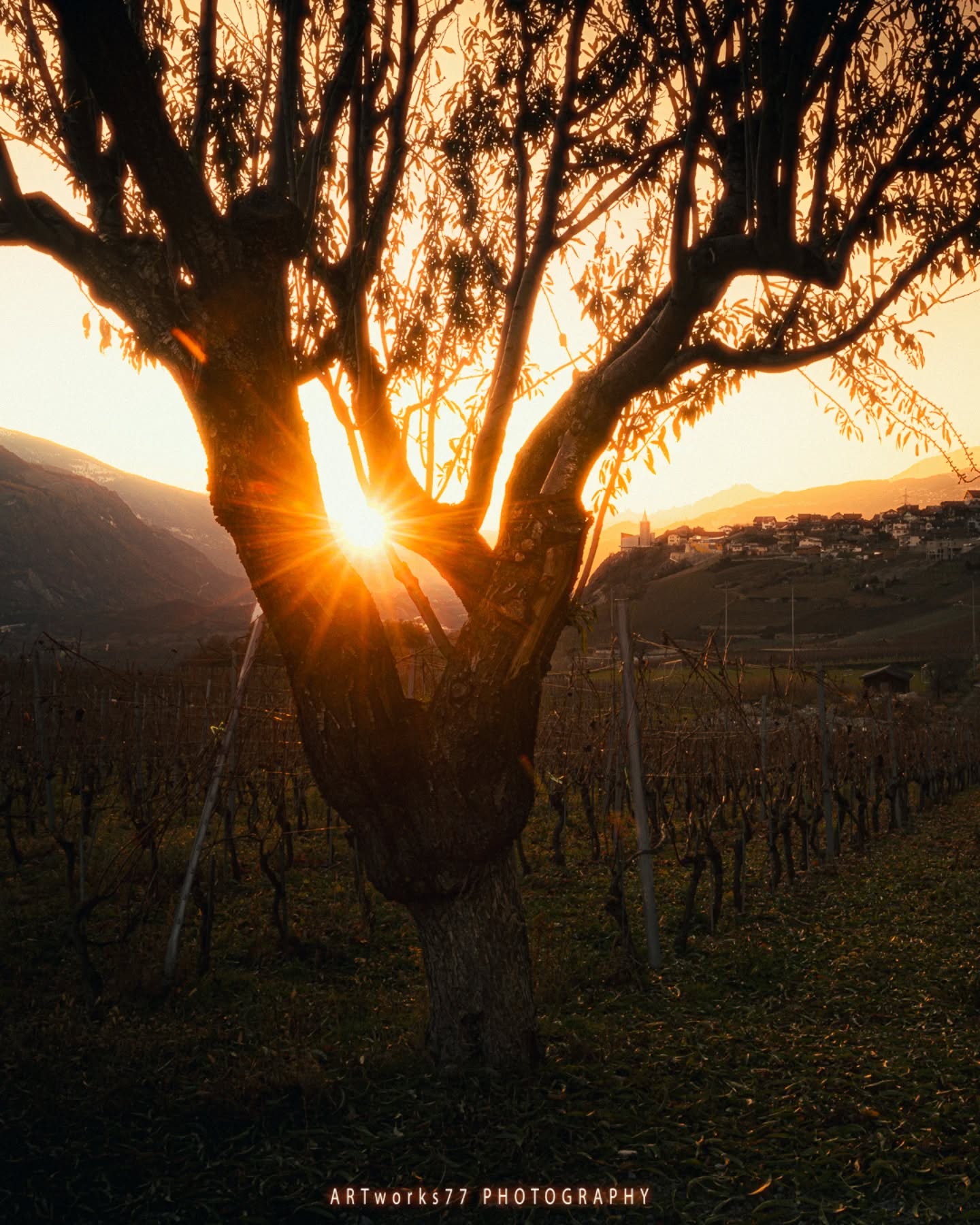| The Light Breaks Through the Trunk
A moment that lasts only a heartbeat – yet tells an entire story. The sun pushes through the old tree as if to prove that even the quietest vineyard holds a touch of the epic.
"The most beautiful moments happen exactly when you least expect them."
------------------------------
Ein Moment, der nur wenige Sekunden dauert – und trotzdem alles erzählt. Die Sonne kämpft sich durch den alten Baum, als wollte sie zeigen, dass selbst im ruhigsten Weinberg ein Hauch von Epik schlummert.
"Das Schönste entsteht oft genau dann, wenn man es nicht erwartet."
.
.
#sunsetmagic #valais #wallis #vineyardvibes #goldenhourlight sunflareart treeoflight landscapephotography naturemoments epicviews swisslandscape sunsetlover moodytones earthwanderer sunsetdreams artworks77 natureloversgallery swissvibes mountainhorizon warmtones outdoorstories goldenhoursun wanderlight capturedmoments visualpoetry naturecaptures sunseekers fineartlandscape explorewithlight