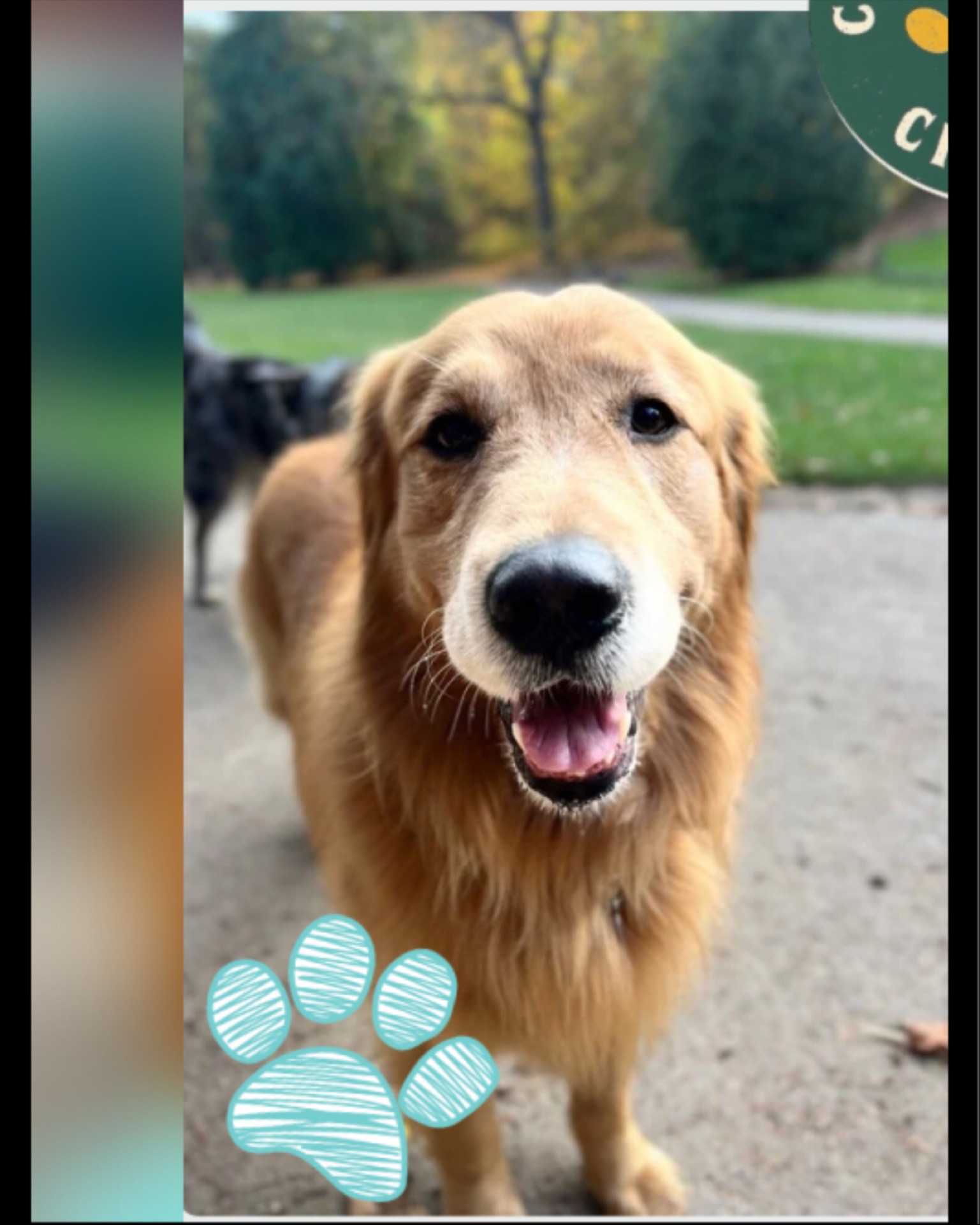 Voici Lexy, notre golden au cœur tendre… mais vraiment tendre. 💛✨
Toujours en quête de câlins — matin, midi, soir… et entre les deux aussi ! Impossible de lui résister, il dégaine son regard doux et hop, on fond immédiatement.
En balade, c’est la perfection incarnée : du premier pas jusqu’au retour, Lexy reste impeccable. Pas un brin de travers, pas une tache sur son magnifique pelage roux. Toujours clean, toujours classe, toujours Lexy. 🌟
Un amour sur pattes, qui distribue de la douceur partout où il passe.
#GoldenRetrieverBrussels #GoldenVibes #GoldenRetrieverLife #DogLove #DogSmile #DogInfluencer #GratouilleAddict #CopainDeToutLeMonde #PetSittingBrussels #PetSitterBruxelles #DogLoversBrussels #PetsOfBrussels #DogFriendlyBrussels #ChienHeureuxBruxelles #AnimalLoversBelgium #CrapuloussClub