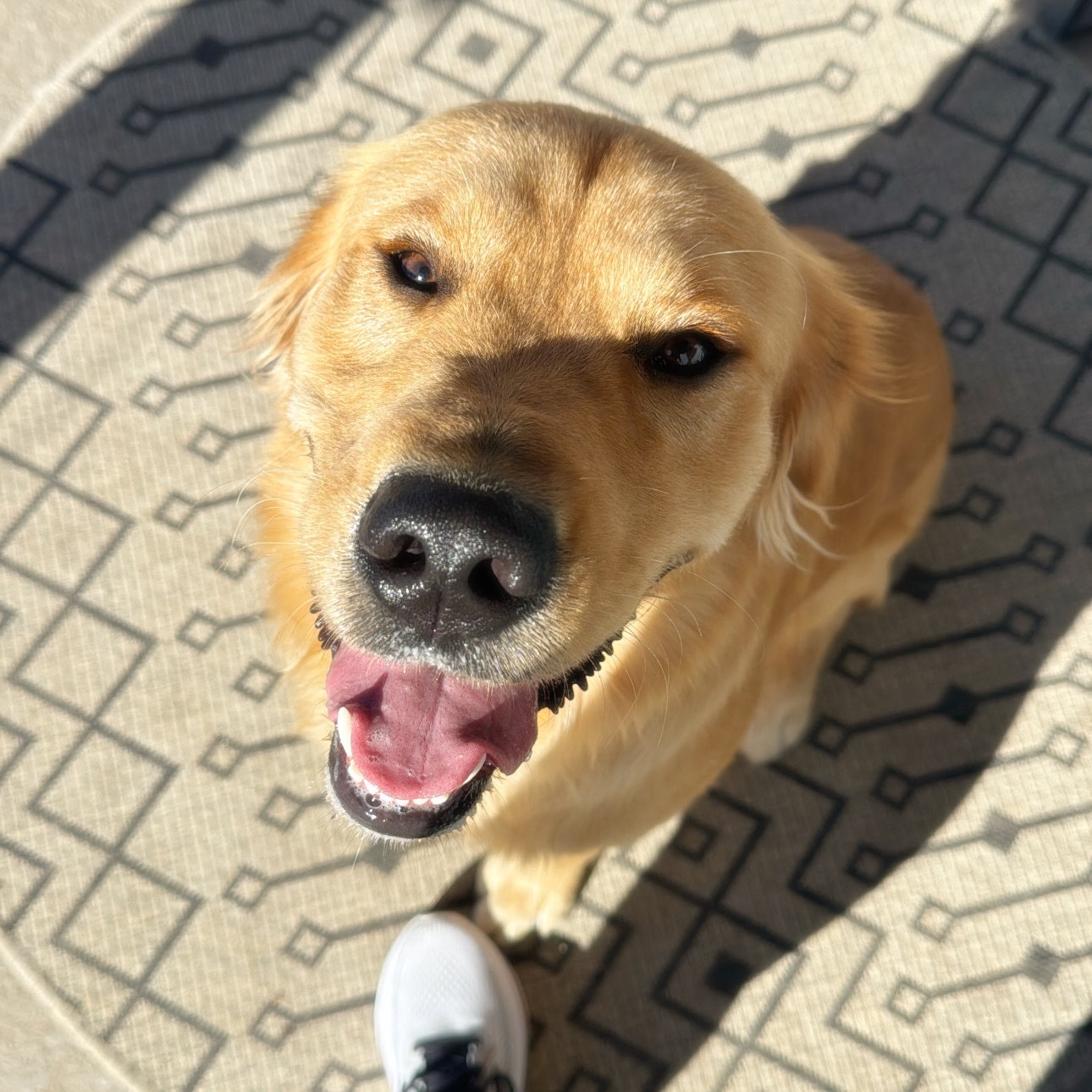 Teddy ‘Roosevelt’ 🧸
🐾 Boerne Pet Sitting
📍 Boerne - Fair Oaks Ranch - Dominion - Leon Springs
🗓️ Now booking into 2026
📞 Call 830.838.3135 or send a message to book.
#petsitting #boerne #dogboarding #fairoaksranch #dogsmile