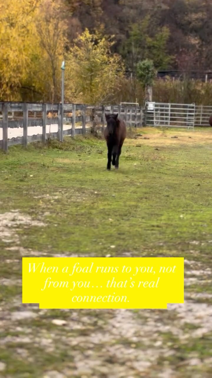 Perseus vom Schlössl – il nostro puledro di quest’anno.
È l’ultimo figlio del mio stallone Dux, l’ultimo che ho allevato da lui qui in Italia. Forse è proprio questo che rende ogni momento con lui ancora più speciale. 🕊️
Qui i cavalli crescono in un ambiente libero, sereno e pieno di fiducia.
Quei momenti in cui mi vengono incontro al galoppo sono sempre magici. ❄️🐴✨
Perseus vom Schlössl – unser Fohlen von heuer.
Er ist das letzte Fohlen meines Hengstes Dux, das ich hier in Italien gezogen habe. Vielleicht macht es gerade deshalb jeden Moment mit ihm so besonders. 🕊️
Bei uns wachsen die Pferde in einer Umgebung auf, in der sie frei, neugierig und voller Vertrauen aufwachsen können.
Diese Momente, wenn sie auf mich zugaloppieren, sind jedes Mal etwas Besonderes. ❄️🐴✨
#reitzauber #alpscoliseum #vomschlössl #platinavomschlössl
#fohlenglück #pferdeliebe #fohlen2025 #horsereels #horsebonds
#trustbasedtraining #foalsofinstagram #mareandfoal #horsebaby
#pferdezucht #horsebreeding #cavalloislandese