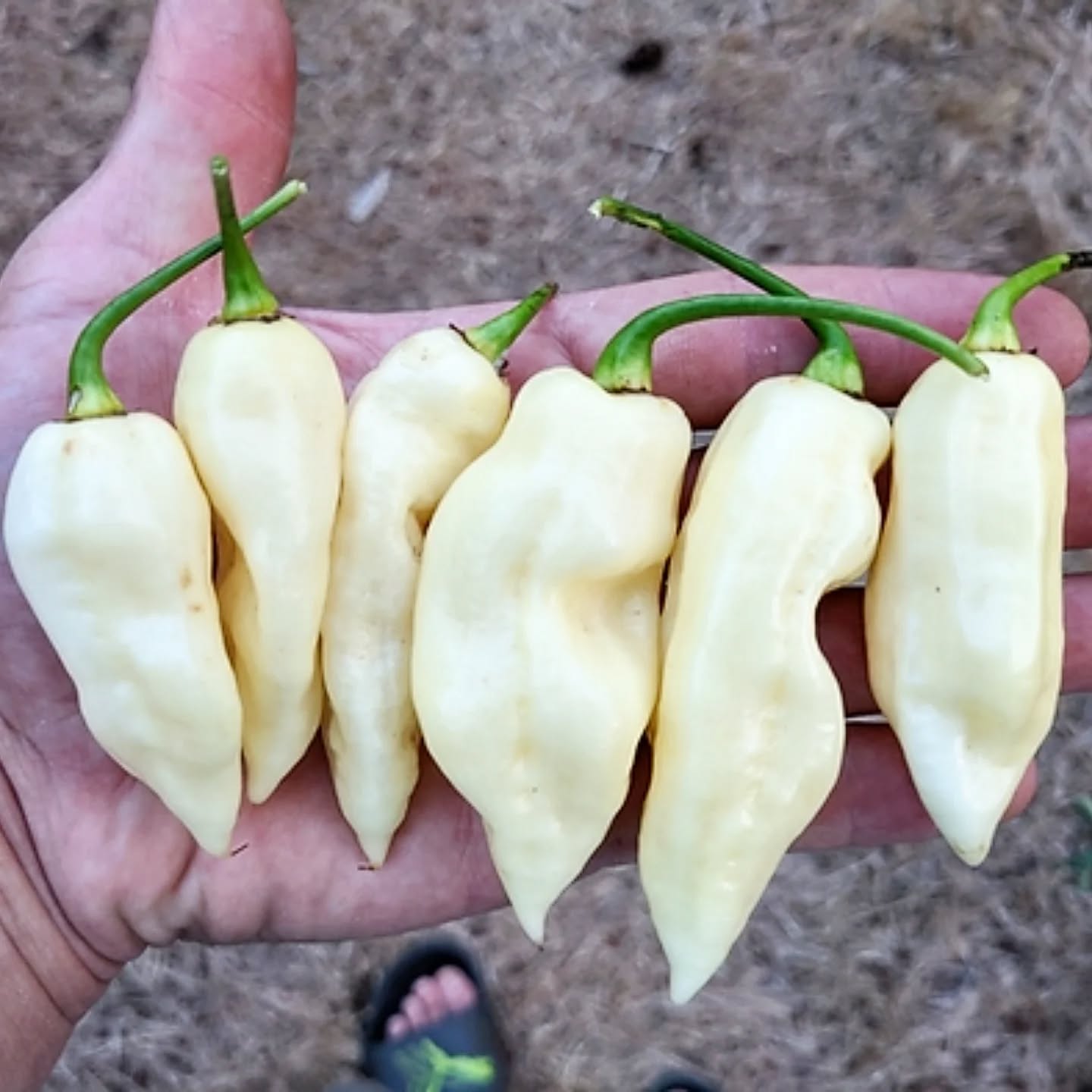 It's hard to beat white peppers for a hotsauce. We offer a variety of seeds for white colored hot peppers that are perfect for your 2026 sauce making season! Shown above are White Ghost.
•
•
•
#PepperBusiness #HotSauce #FermentedHotSauce #FreshPeppers #PortlandOregon #StJohnsFarmersMarket #PDXPeppers #ChiliPeppers #SpicySauce #ThePepperNursery #ArtisanHotSauce #FreshLocalPeppers #PortlandPeppers #PDXFoodies #PDXFarmersMarket #FarmToBottle #PepperFarm #FermentedPeppers #SpicyFoodLovers #PDXart #LocalHotSauce #PepperGrower #PortlandFarmersMarket #ChiliHeads #FarmersMarketFinds #PDXSpicy