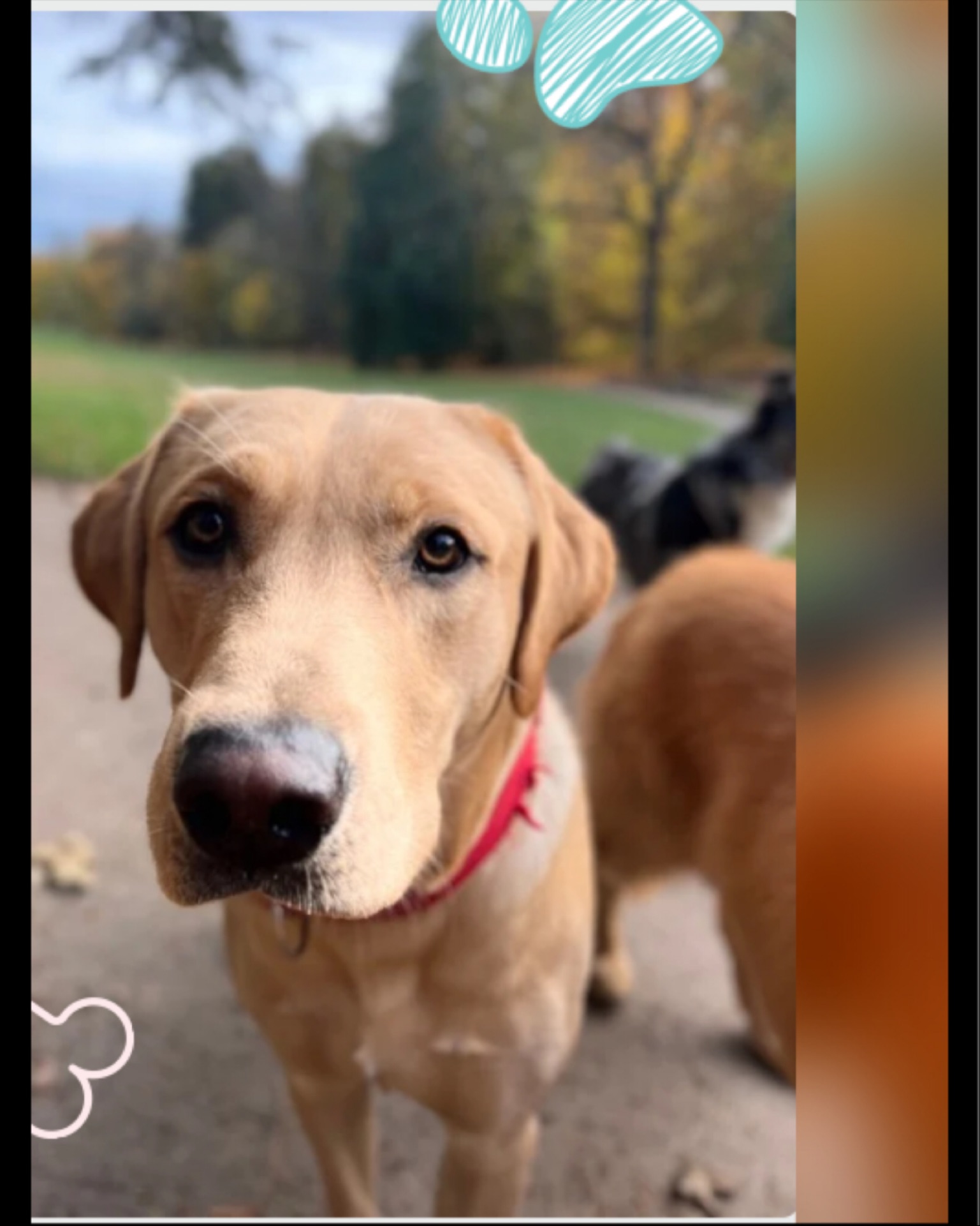Voici Elton, notre labrador préféré :
Une véritable boule d’amour sur pattes. Toujours rempli d’énergie, toujours prêt à faire le clown… une vraie petite crapule comme on les aime ! 🐶✨
Il adore courir après les copains, partager mille jeux et, surtout… collectionner les bâtons comme si c’était des trésors. 🌿💛
Avec Elton, chaque journée est une fête — et impossible de ne pas fondre devant son enthousiasme contagieux.
#PetSitting #DogSitting #CatSitting #DogWalker #PetCare #PetServices #petlover
#PetSittingBrussels #PetSitterBruxelles #DogLoversBrussels #PetsOfBrussels #DogFriendlyBrussels #ChienHeureuxBruxelles #AnimalLoversBelgium #CrapuloussClub