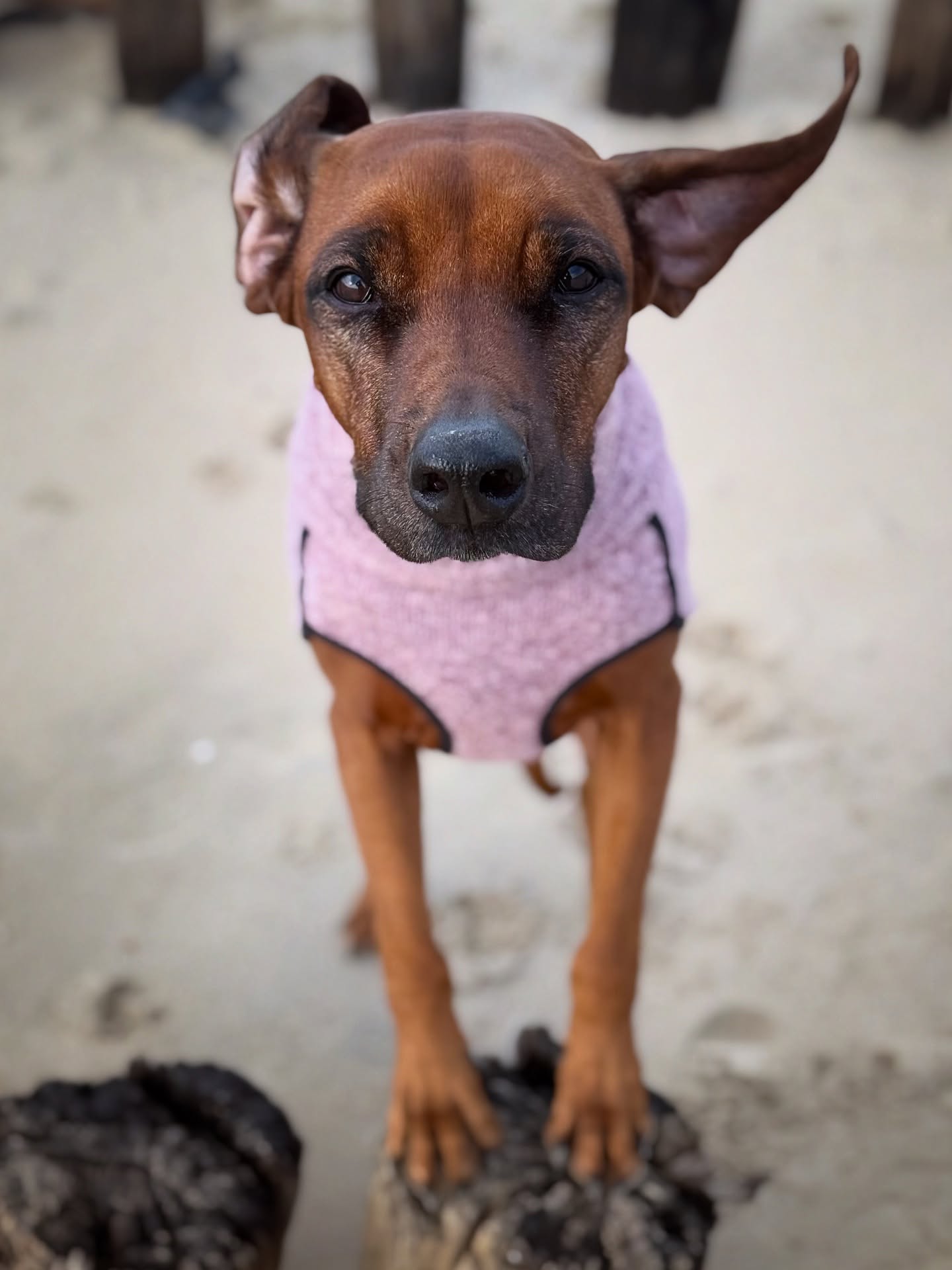 Ohren im Wind, Blick zu mir. Winter am Strand: saukalt für die Pfoten, aber soooooooo viel Platz zum rennen 🐾❄️
.
.
#rhodesianridgeback #ridgeback #dogbeach #dogmodel #hundeliebe #hundeglück