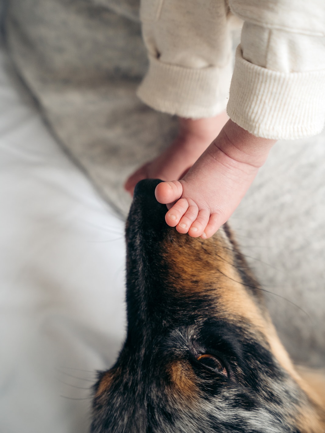 Die kleine voetjes van J werden natuurlijk meteen even goedgekeurd. 🐶👣
Altijd spannend om je kleintje aan je viervoeter voor te stellen, maar zo leuk om te zien hoe er langzaam een band ontstaat. ❤️
NEWBORNFOTOGRAAF | NEWBORNSHOOT | NEWBORNFOTO’S | GEZINSFOTO’S
#newbornshoot #newbornfotografie #newbornfotograaf #gezinsshoot #gezinsfotografie #trotsemama #zwanger #babyfoto #eersteweken #tineclasenphotography #babyfotografie #liefdevastleggen #newbornfotograafgelderland #newbornfotograaftiel #newbornfotograafbetuwe