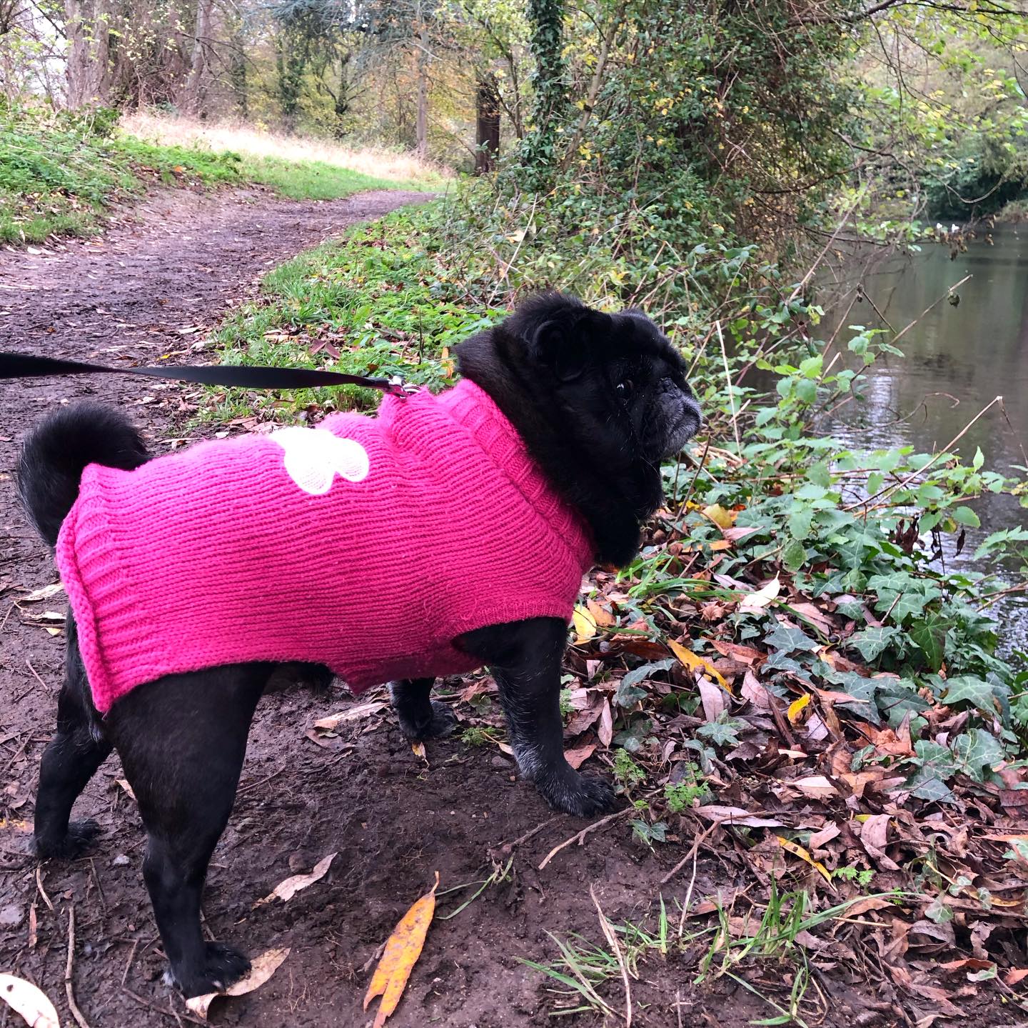 Pretty in Pink 💗
Swipe ➡️ for Mabel’s side eye 👀👀
#dogwalker #dogsofinstagram #pug
