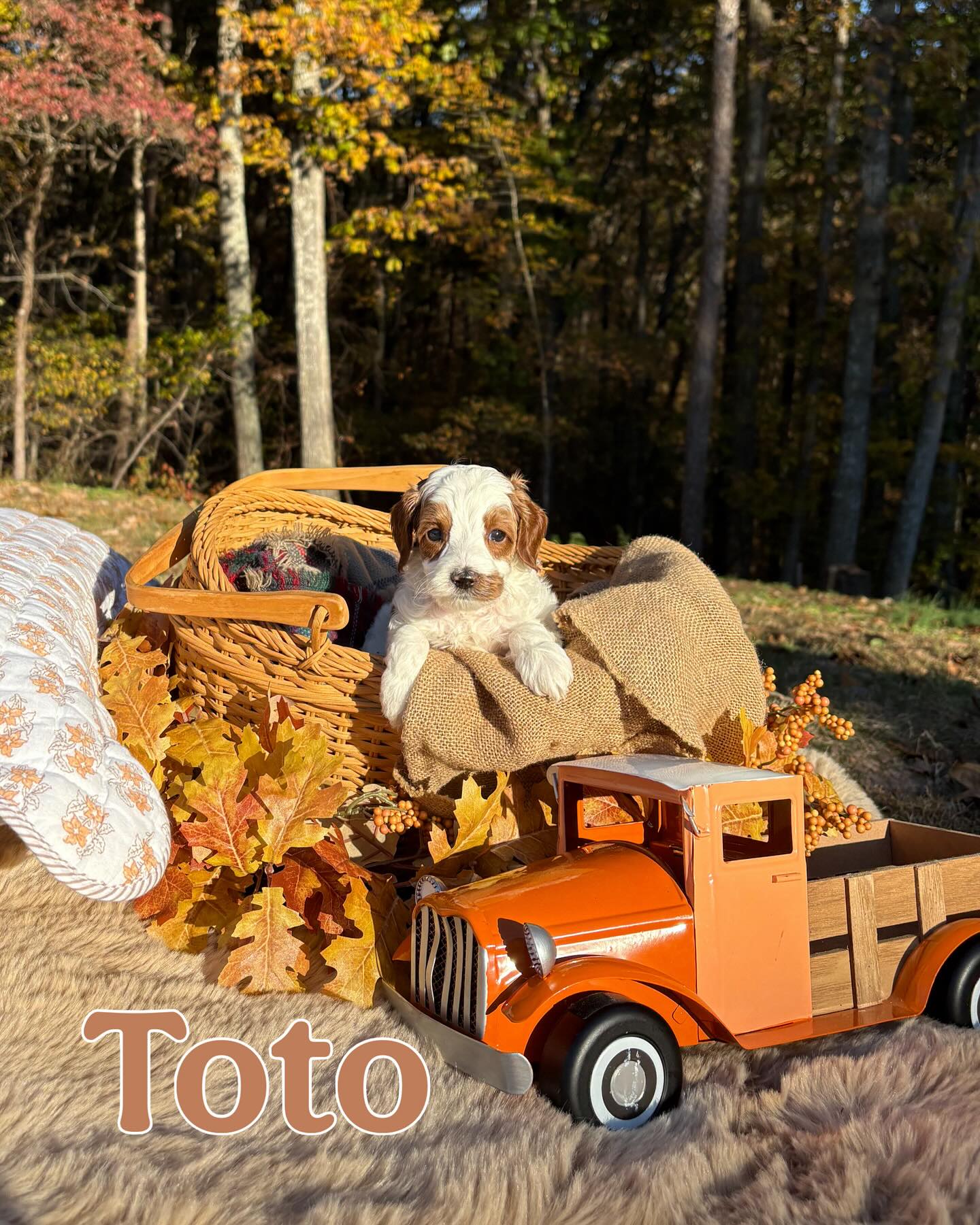 Follow the yellow brick road… straight to the cutest pups in all of OZ!
Our Wizard of Oz babies are officially 5 weeks old, full of personality, and starting to show their own magical charm.
Tinman, Lion, Scarecrow, and little Toto are all dreaming of a forever home—maybe that’s your house at the end of the rainbow. 🌈
#southernmeadowsdoodles #miniaustralianlabradoodle #betterbreedbydesign #australianlabradoodlebreeder #puppyculturebreeder