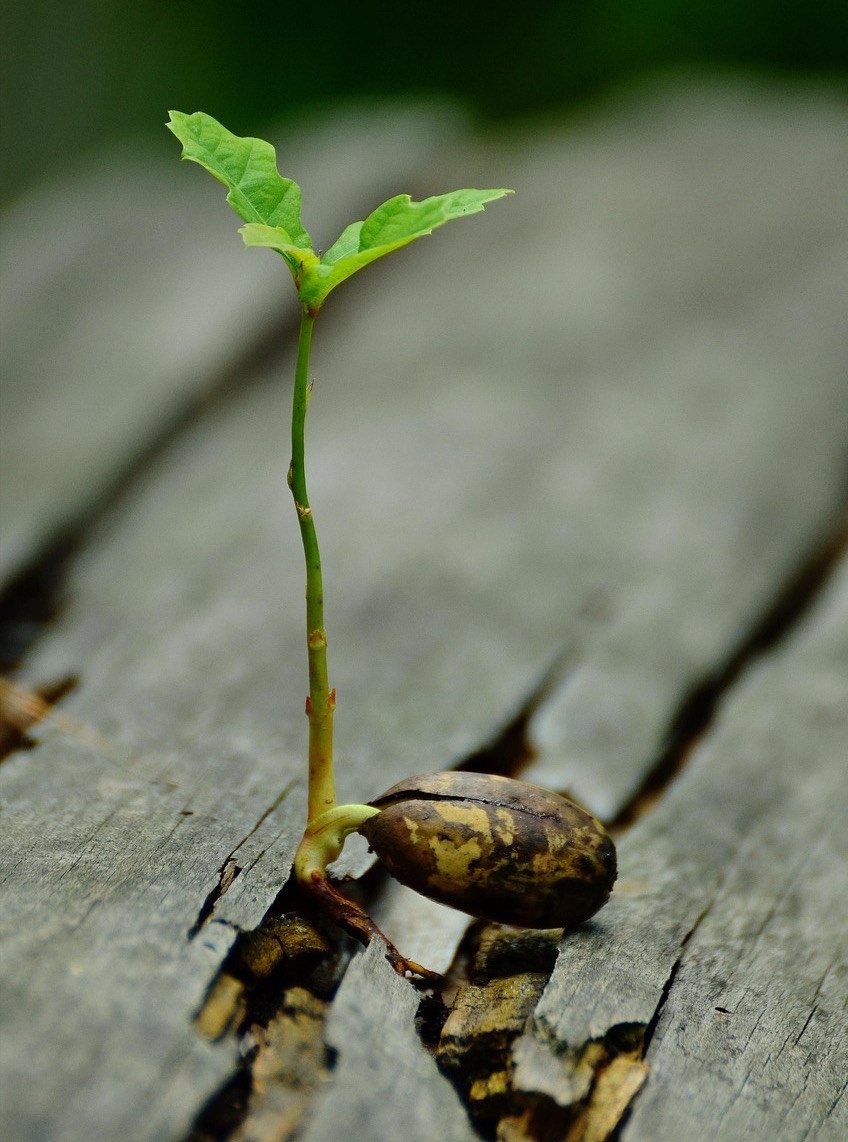 Thinking long-term can feel foreign. Taking the children's future as a starting point and examining whether one's actions are actually beneficial in the long run can be a good starting point.
Credits to congerdesign published on Pixabay