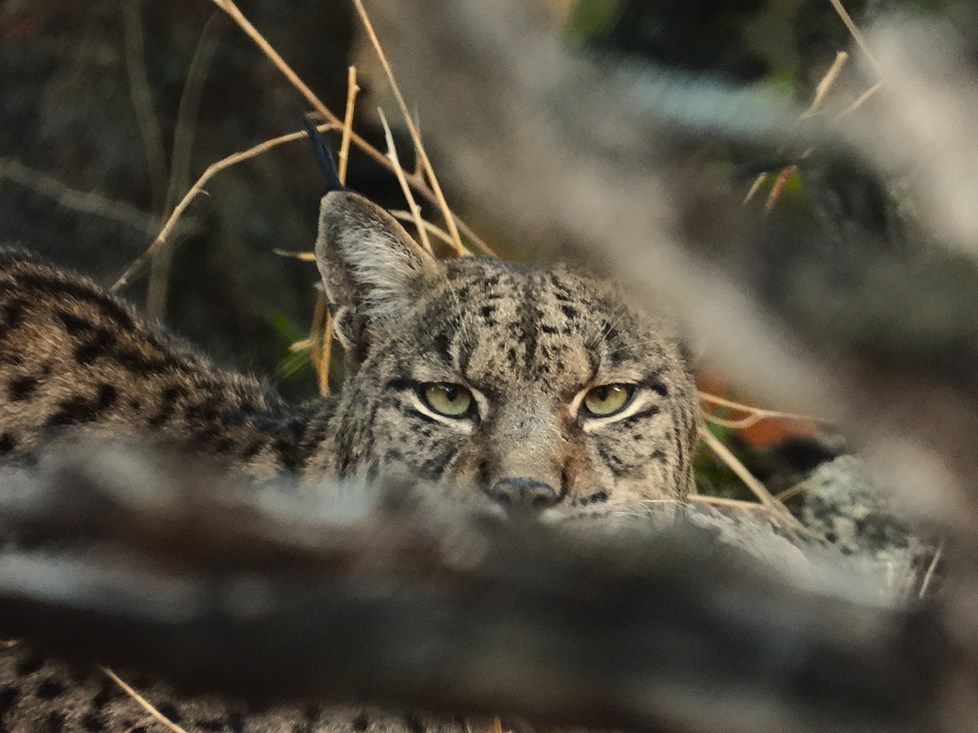 🇬🇧🌿 Sierra de Andújar Natural Park is a true sanctuary for wildlife and one of Spain’s most captivating nature destinations. Its vast Mediterranean landscapes host an extraordinary diversity of fauna and play a crucial role in the conservation of emblematic and threatened species.
This privileged corner of southern Europe is home to mammals such as the Iberian lynx, the wildcat, the Iberian deer, and the garden dormouse; native fish like the Iberian barbel and the colmilleja; reptiles such as the European pond turtle and the ocellated lizard; impressive birds of prey like the Spanish imperial eagle and the black vulture; and notable amphibians including the Iberian newt and the Mediterranean tree frog. This rich mosaic of species makes the park an area of outstanding ecological value.
To truly experience this natural paradise, the best way is to explore it with expert local guides.
Book your 4x4 safari and immerse yourself in one of the Iberian Peninsula’s most treasured natural spaces.
www.lyncisecoturismo.com
lyncisecoturismo@gmail.com
(+34) 603 90 74 35
🇪🇸🌿 El Parque Natural Sierra de Andújar es un auténtico santuario de vida salvaje y uno de los destinos de naturaleza más fascinantes de España. Sus extensos paisajes mediterráneos albergan una extraordinaria diversidad de fauna y desempeñan un papel esencial en la conservación de especies emblemáticas y amenazadas.
Este privilegiado rincón del sur de Europa es hogar de mamíferos tan singulares como el lince ibérico, el gato montés, el ciervo ibérico o el lirón careto; de peces autóctonos como el barbo gitano y la colmilleja; de reptiles como el galápago europeo y el lagarto ocelado; de impresionantes aves rapaces como el águila imperial ibérica o el buitre negro; y de anfibios representativos como el tritón ibérico y la ranita meridional. Un mosaico de especies que convierte al parque en un enclave de altísimo valor ecológico.
Si deseas descubrir este paraíso natural en profundidad, hacerlo acompañado de guías locales especializados es la mejor opción.
Reserva tu safari en 4x4 y adéntrate en uno de los espacios naturales más valiosos de la Península Ibérica.