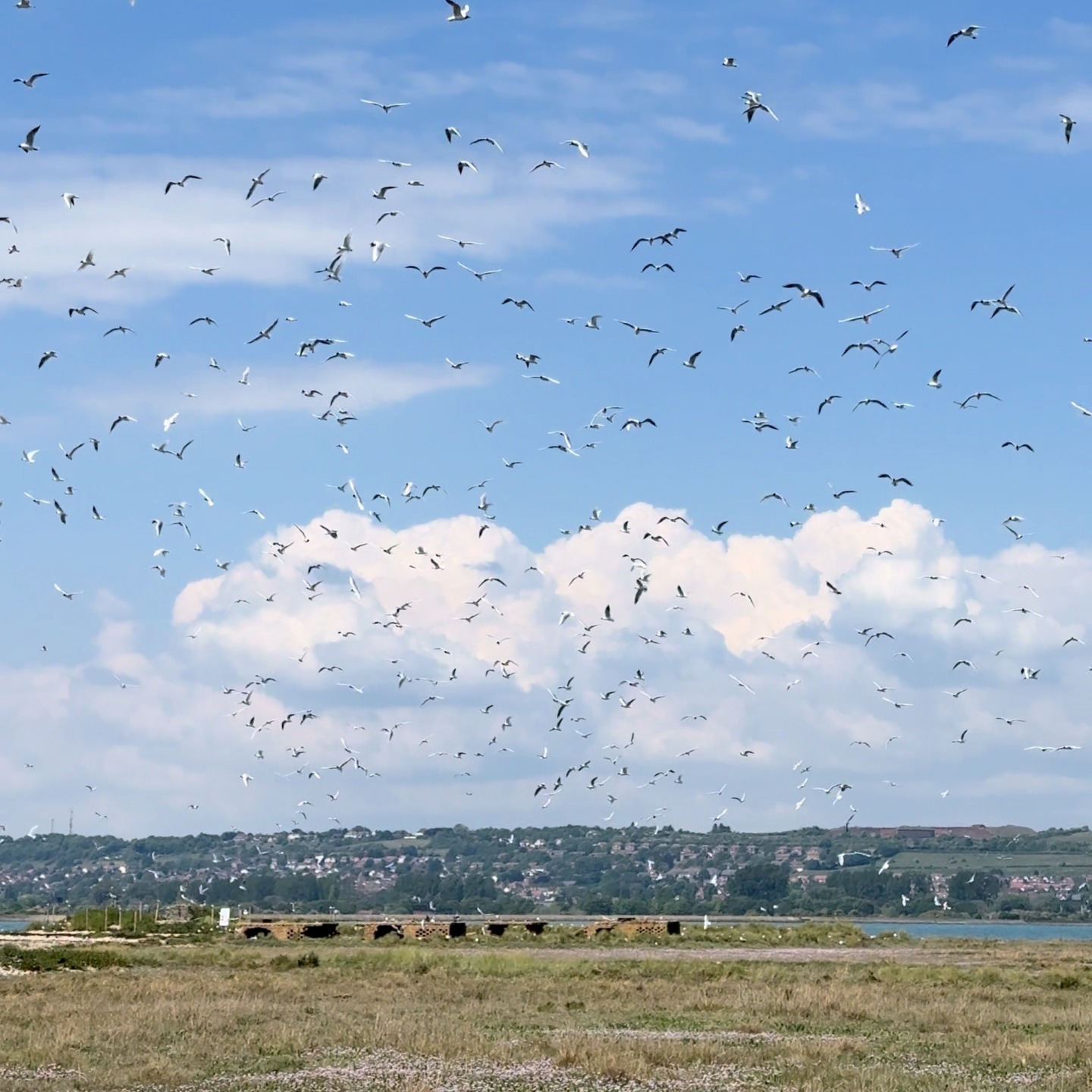 Great news for Langstone Harbour!
We’ve secured £98,000 from the Fisheries and Seafood Scheme to help protect and enhance our Marine Protected Area.
The project will:
🌱 Explore saltmarsh restoration
🐚 Explore low-trophic aquaculture opportunities
⚓ Install up to 20 advanced moorings to protect sensitive mudflats
🛠 Investigate improvements for local fishing vessels
With a total investment of £131k, this work will run through March 2026, supporting both wildlife and the communities that depend on the harbour.
Click the link in our bio to read more!