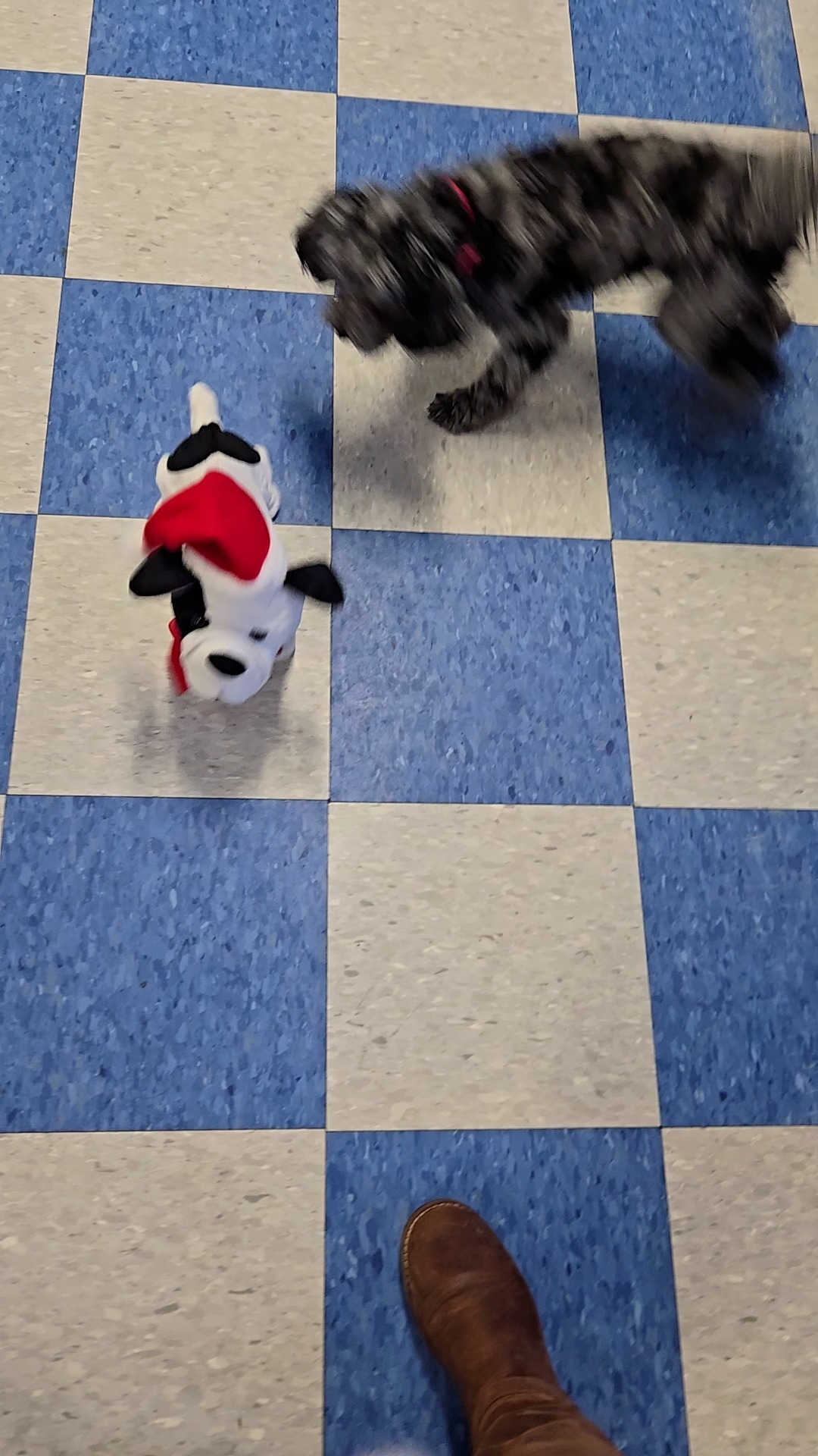 ✨🐾 Give your pup the gift of fun this holiday season—December magic happens at The Dog Club!