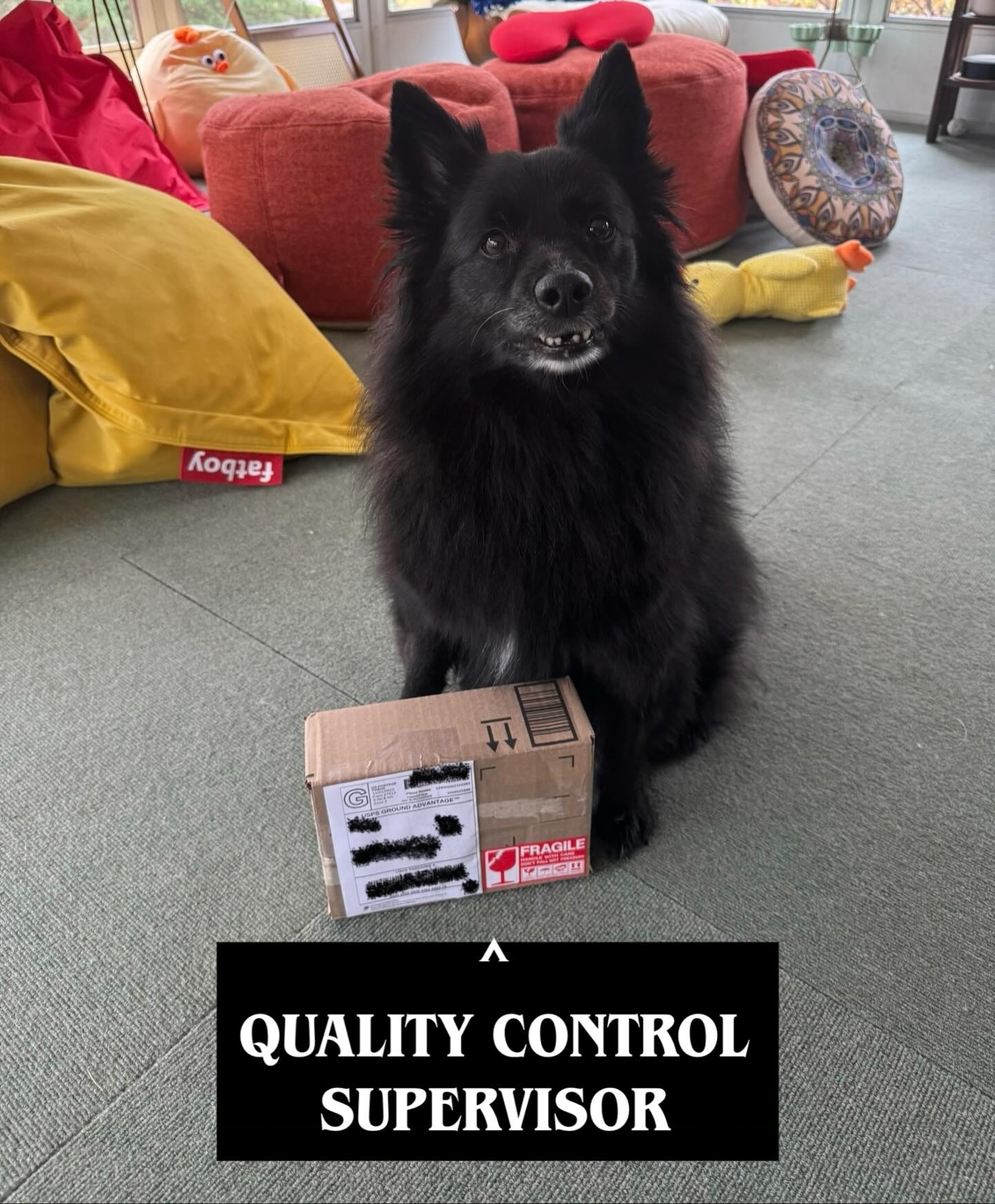 Big weekend at Little Pip Co. 😍
We shipped our very first Etsy order! Pip ✨personally✨ supervised the process to make sure it left with maximum love and care.
Here’s to many more orders! 🍻