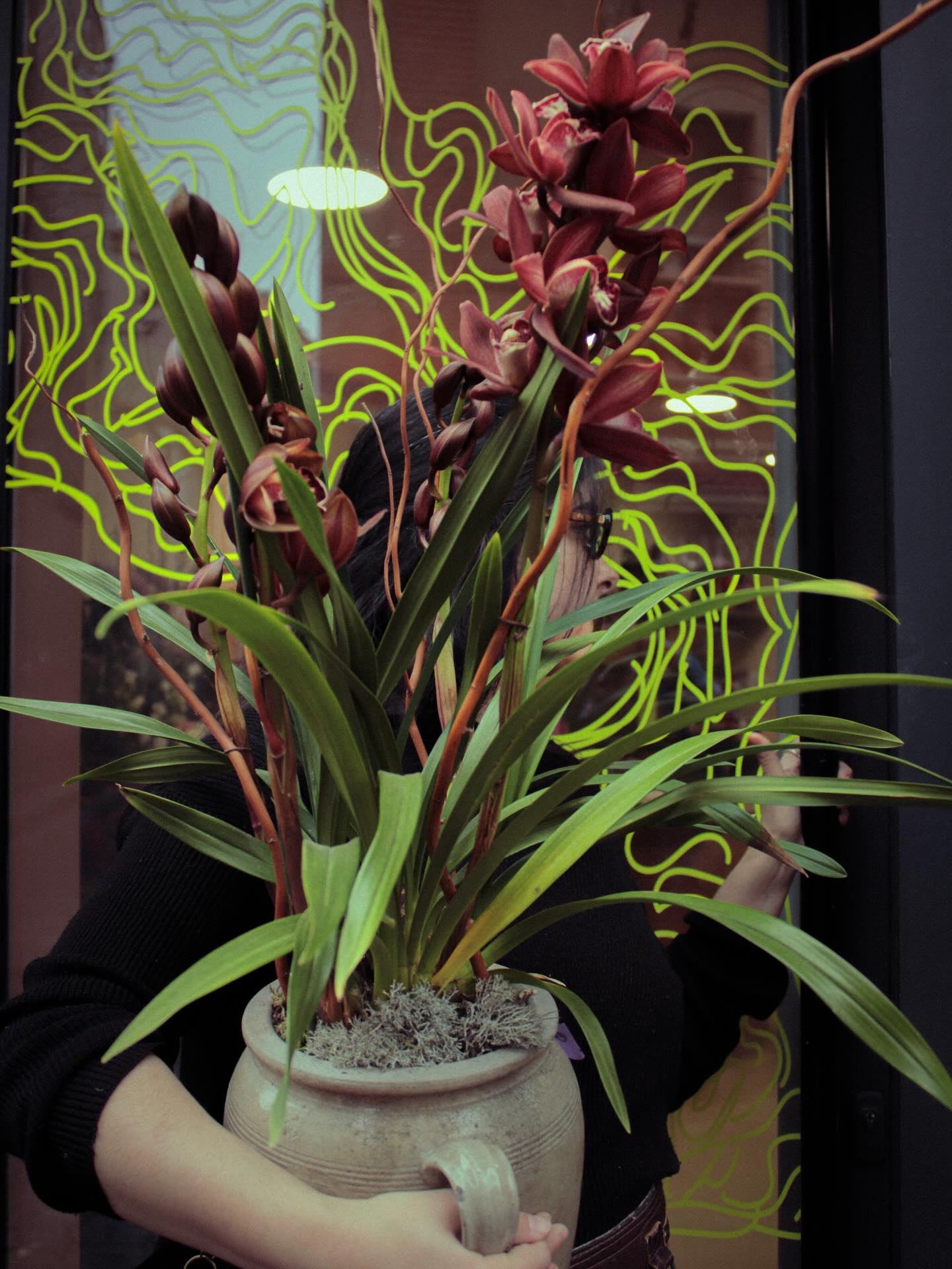 • CYMBIDIUM DIVA COQUETA •
On déclare l’Open Season pour l’orchidée d’hiver ❤️🔥
À retrouver en boutique et sur commande miamor, avec plein de couleurs différentes possibles selon tes envies 💕🦋
Notre gros kiff, avec sa floraison super longue !
Jusqu’à à 12 semaines de beauté cariño! All day all night 🌚
LEEEE cadeaux pour les amoureux de la beauté dramatique ❤️🔥