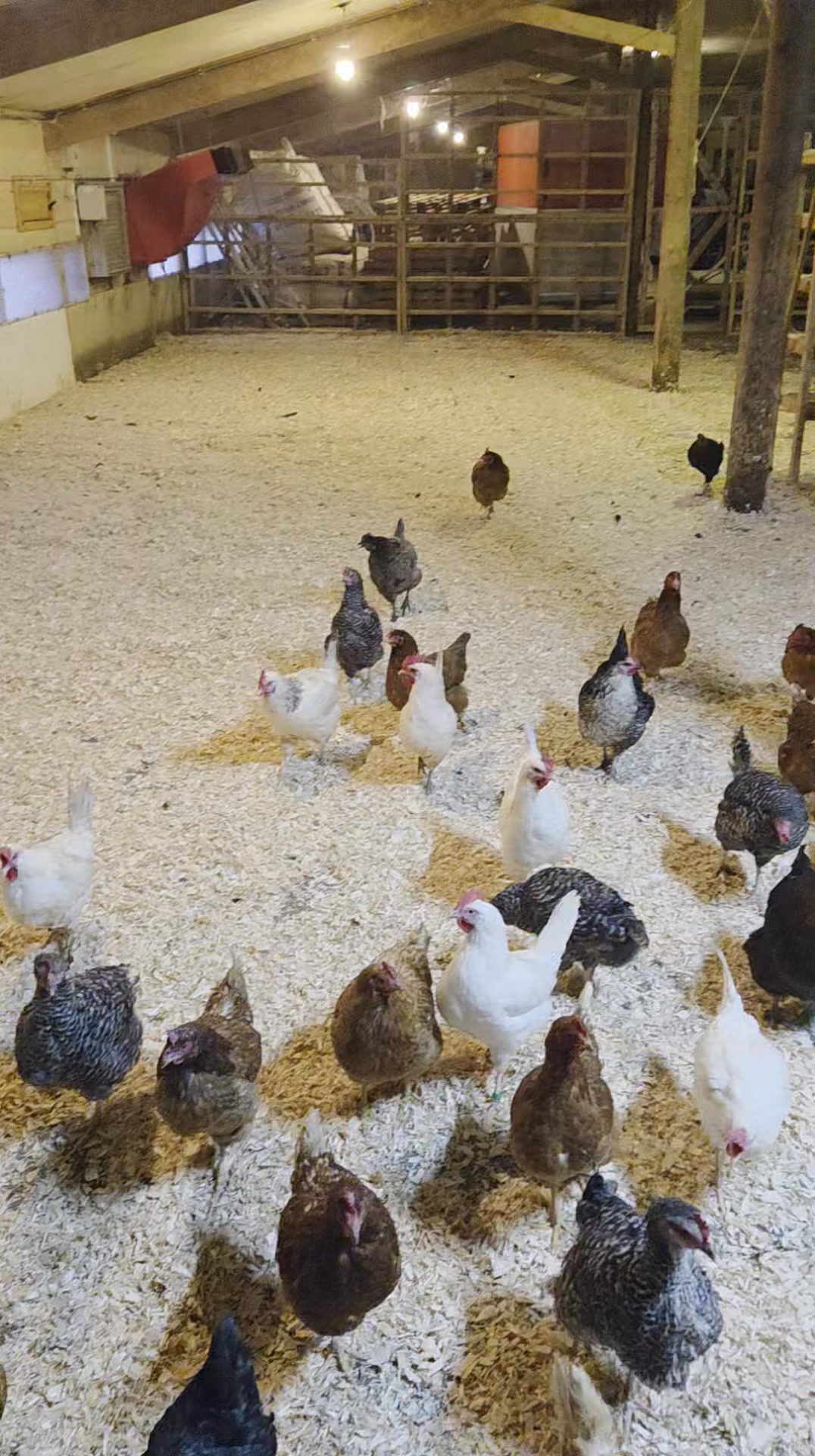 Our makeshift poultry house. With bird flu on the rise DEFRA have issued a housing order so that all birds aren't allowed to be free range as they can come into contact with wild birds that could have the disease. So we have had to move all of out birds inside. They have plenty of space and are glad to be out of the rain and cold.