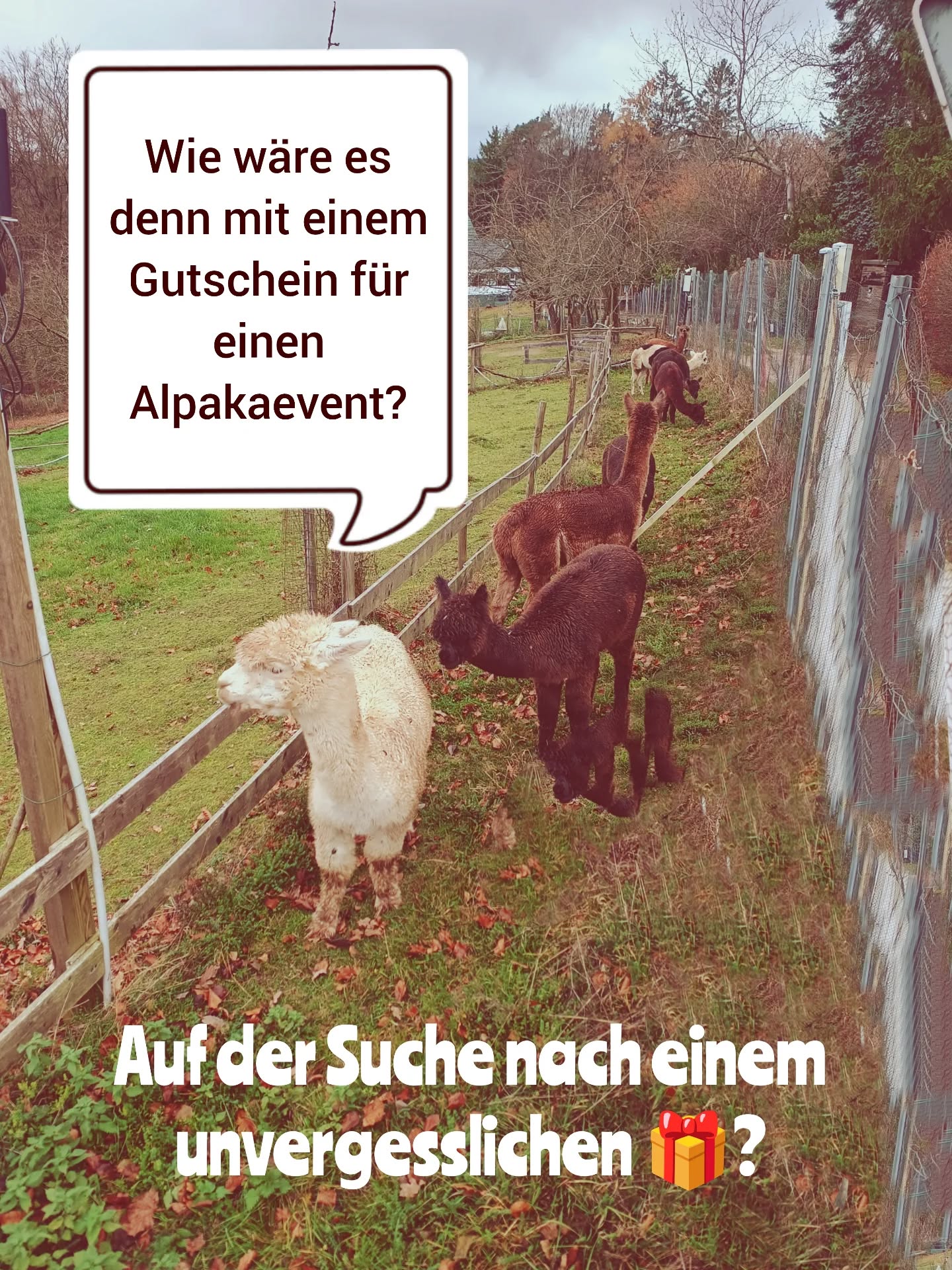 Der 2 Advent ist vorbei? Und immer noch kein Geschenk? Dann verschenke doch einen Gutschein von den obstwiesen-alpakas.com!
Ein Erlebnis mit unseren tollen Tieren trifft direkt ins 💓
#obstwiesenalpakas #geschenk #erlebnis #gutschein #alpakawanderung