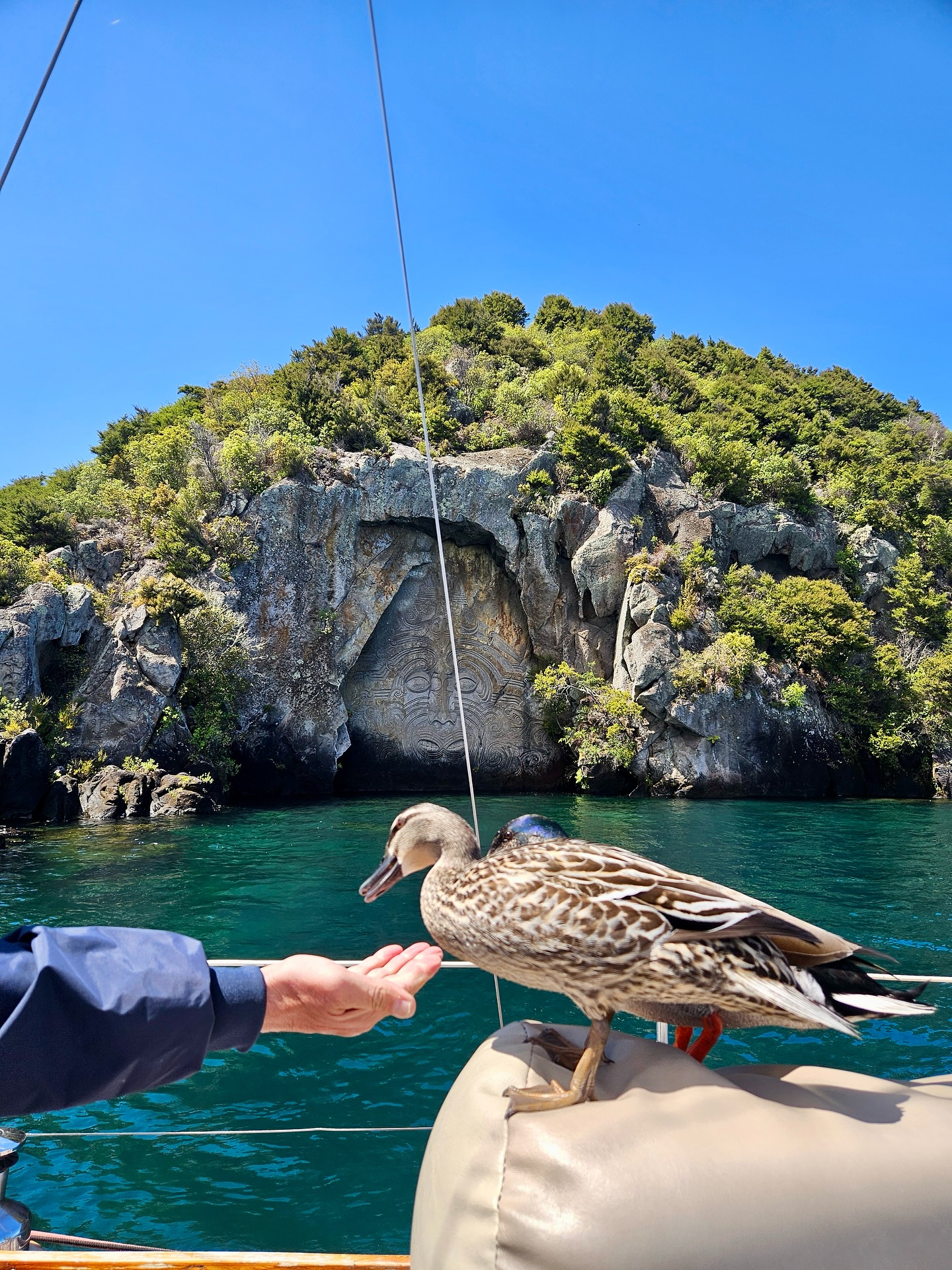 Even the ducks can’t resist a cruise this chill. 🦆
Book a seat before the ducks take them all. 😉
#SailBarbary #DucksOfInsta #LoveTaupo #MaoriRockCarvings