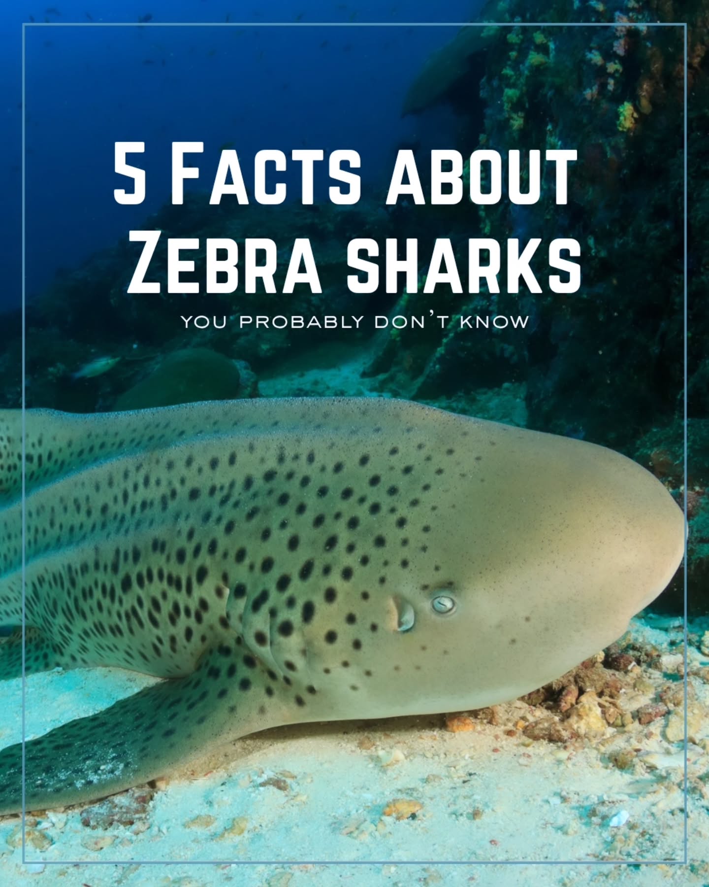 Meet the zebra shark. Born like zebras, glow up like leopards 🦈✨
Swipe through for 5 surprising facts about one of our favorite underwater encounters.
Want to learn more marine life stories and join us on future dive trips? Explore our profile and dive in with us! 🤿💙