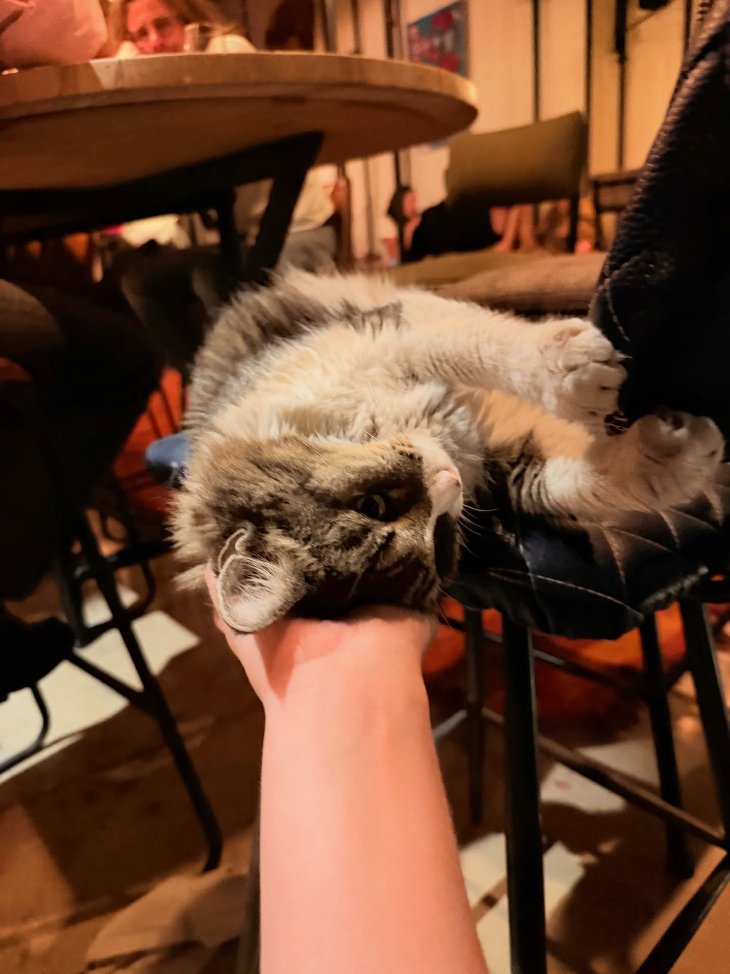 Notre Palette adorée, toujours là quand il s’agit de se faire câliner 😻 #palette #marrakech #restaurantmarrakech #cat #marrakeshrestaurant #finefood #convivial #apero