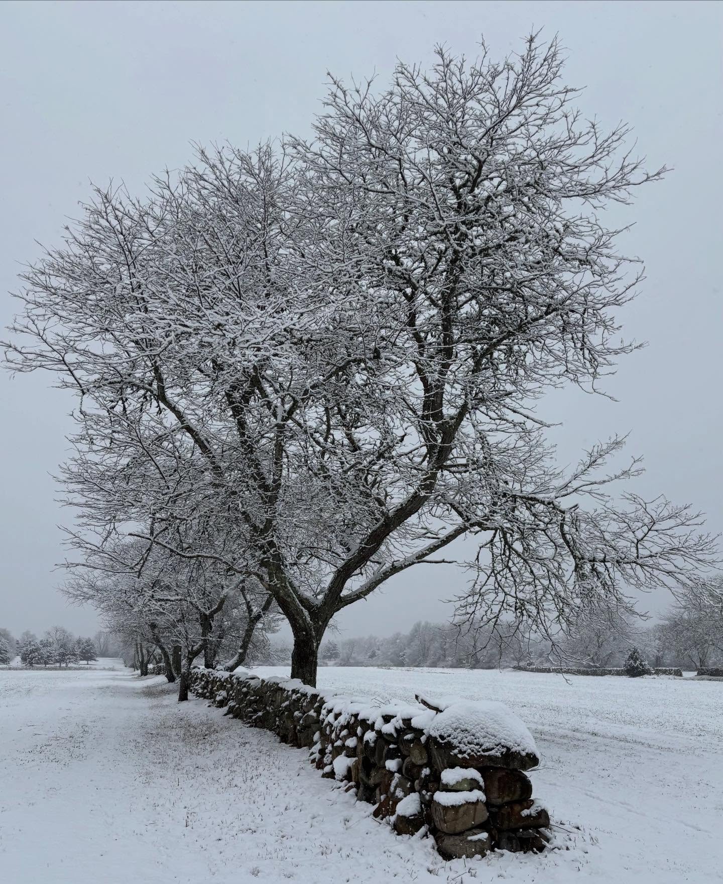 Snowy morning here in Matunuck ❄️