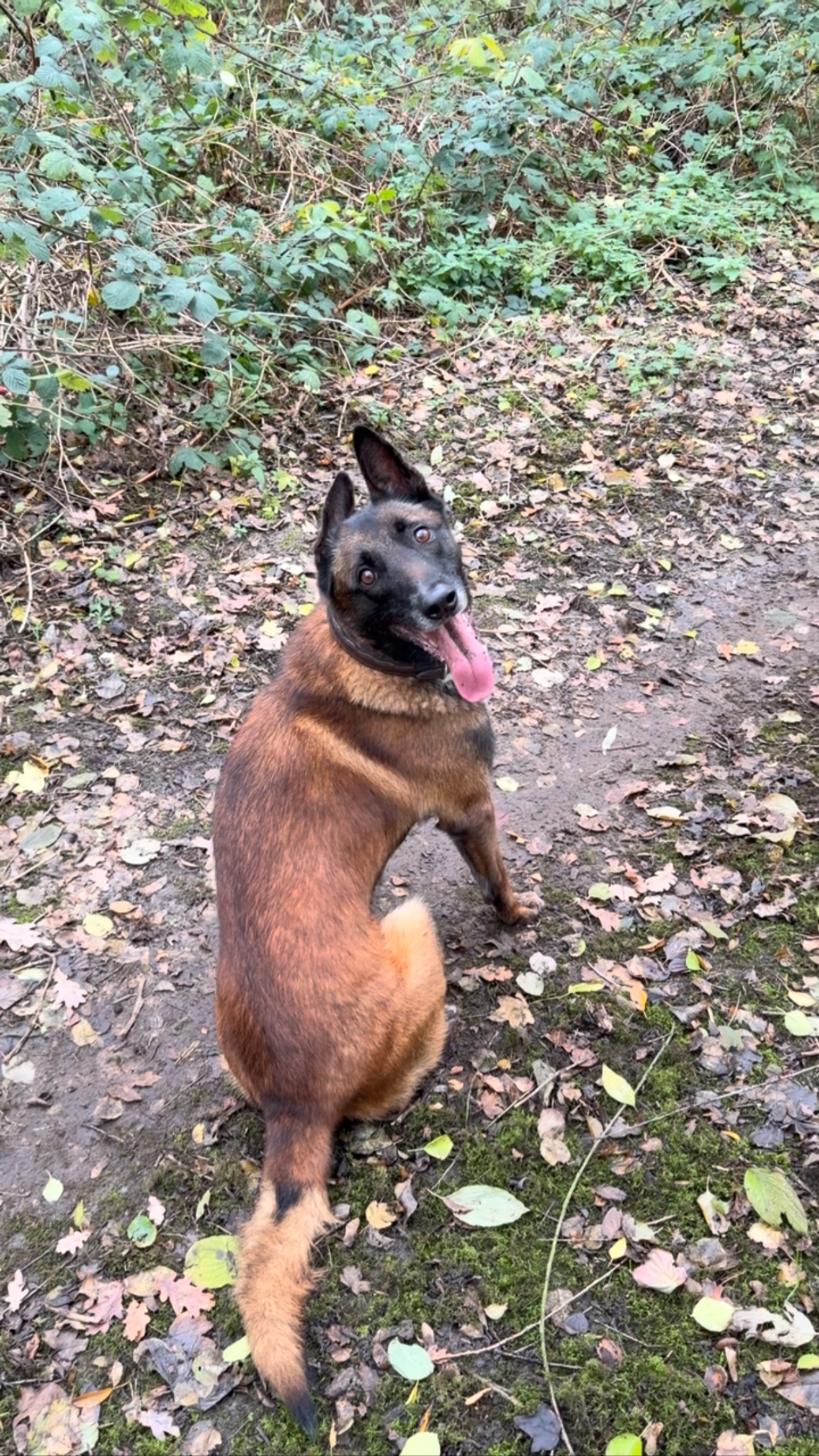 Onze Thor, zoals altijd zeer actief. Vandaag weer de pootjes strekken en zich amuseren. Maar af en toe toch nog eens een oefening🫢🤣. Het was lang geleden maar het lukt nog….
#zeeractievemechelaar.. 🐾🐾🐶 #mechelaar #hondentraining #hondengedragstherapie #hondengedragstherapeut