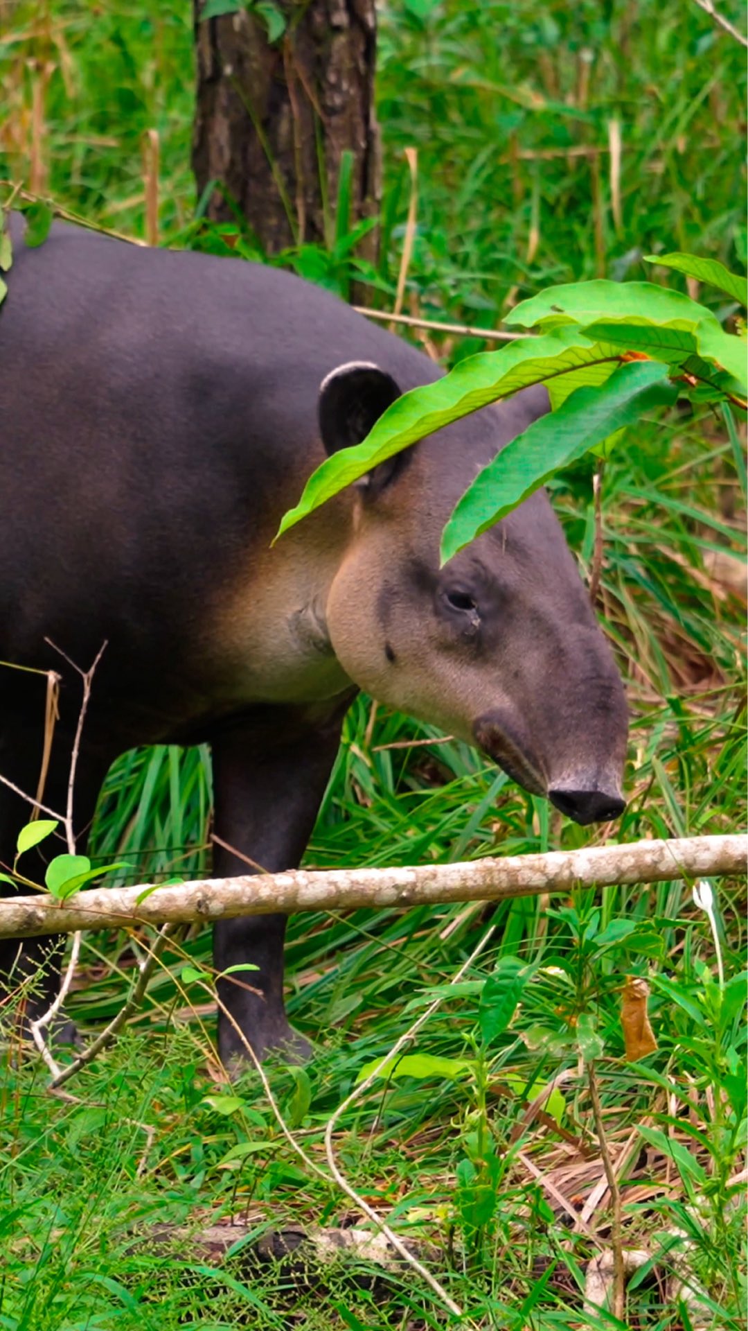 We love reading how our guests describe their stay — the calm, the beauty, and the feeling that everything here was designed with intention.
From the spacious casitas to the views that stop you in your tracks, Ix Chel offers a kind of peace that’s hard to put into words but impossible to forget.
Whether you’re here to rest, explore, or realign, our little corner of Belize holds space for all of it. Simple luxury, grounding nature, and a stay that lingers long after you leave.
Your escape awaits. 🌿✨
#IxChelWellnessResort #BelizeResort #BelizeTravel #PlacenciaBelize #VisitBelize #BelizeVacation #BoutiqueResort #WellnessRetreatBelize #CaribbeanTravel #LuxuryBelize #HiddenGemsBelize #SustainableTravel #BelizeHotels #ResortLife #BelizeGetaway #TravelBelize #MindfulTravel #BelizeParadise #WellnessInBelize