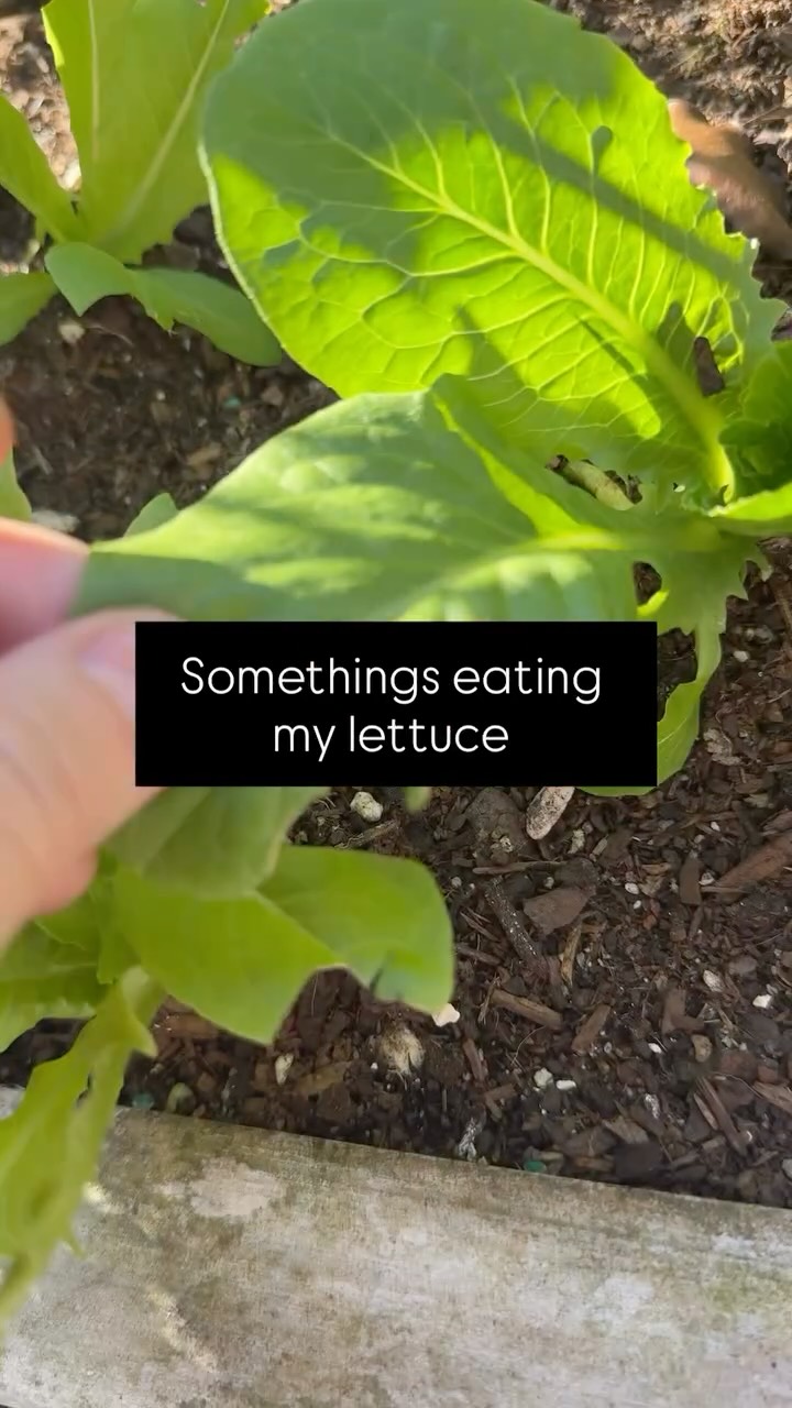🐦 🥬 Not every garden pest is slugs and snails… sometimes it’s the birds snacking on the lettuce.
I could throw bird netting over them, but I’m giving it a week. If they get too hungry, I’ll cover the bed and call it a day.