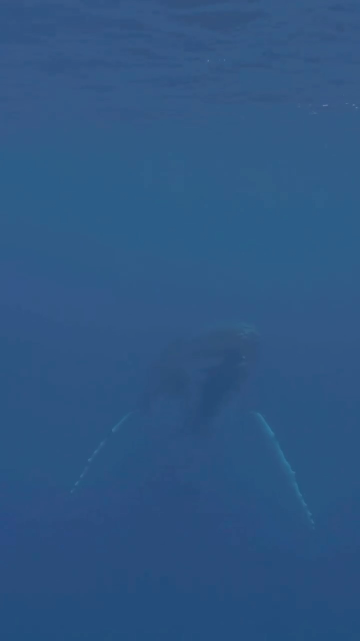 Spotted: Whales are back on their Hawaiian vacation! This means Whale season has officially begun🐳🐋
What is whale watching tour about?
✔️1.5 hours boat tour with bar on board!
✔️Whale spotting guaranteed
✔️Complimentary Maitai 🍹
✔️Views of Diamond head and the famous Waikiki
Check out our website and reserve your spot today and see these beautiful giants✨
#whale #waikiki #oahu #hawaii #whalewatchingtour