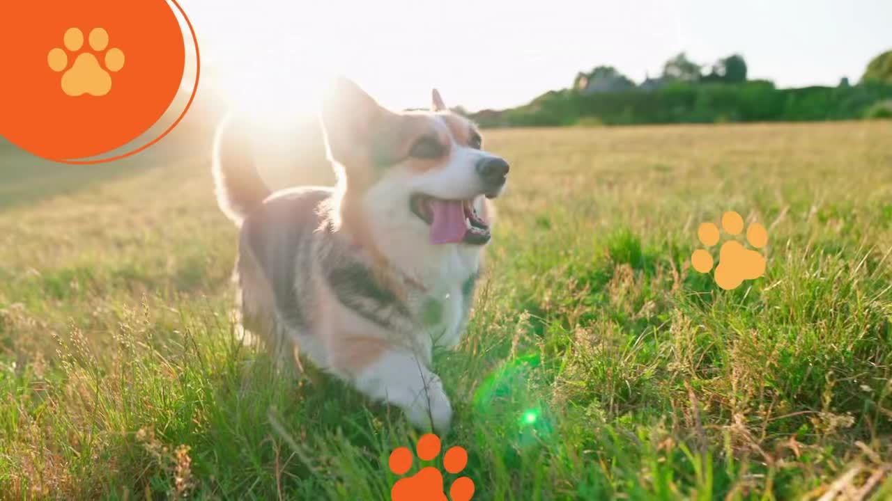 Happy Thanksgiving to all my amazing puppy parents and wonderful puppy patients! 🧡🐾
Thank you for trusting me with your pups’ care, their progress, their comfort, and their hearts. I’m so grateful for each of you and the joy your dogs bring into my life every single day. Wishing you a holiday filled with love, gratitude, and lots of happy tail wags. 🐶✨