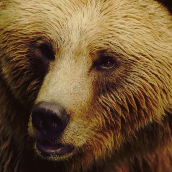 Quand l’hiver vient, l’ours se retire par sagesse.
Il se replie dans son abri, ralentit, digère.
Il se tient au chaud, dans le silence, dans le corps.
Cette semaine, les cours de yoga se sont arrêtés et reprendront le 12 janvier.
Et samedi 13 décembre, ce sera la dernière session de breathwork de l’année.
Un moment pour déposer. Respirer ce qui a été, laisser partir ce qui pèse et faire un peu de place dedans.
Comme l’ours, on se retire un temps. On revient à l’essentiel. Le souffle. La présence. La famille.
Samedi 13 décembre
9h–11h
Cabinet de physiothérapie Haeberli
Il reste quelques places.
Tu peux t’inscrire via mon site internet.