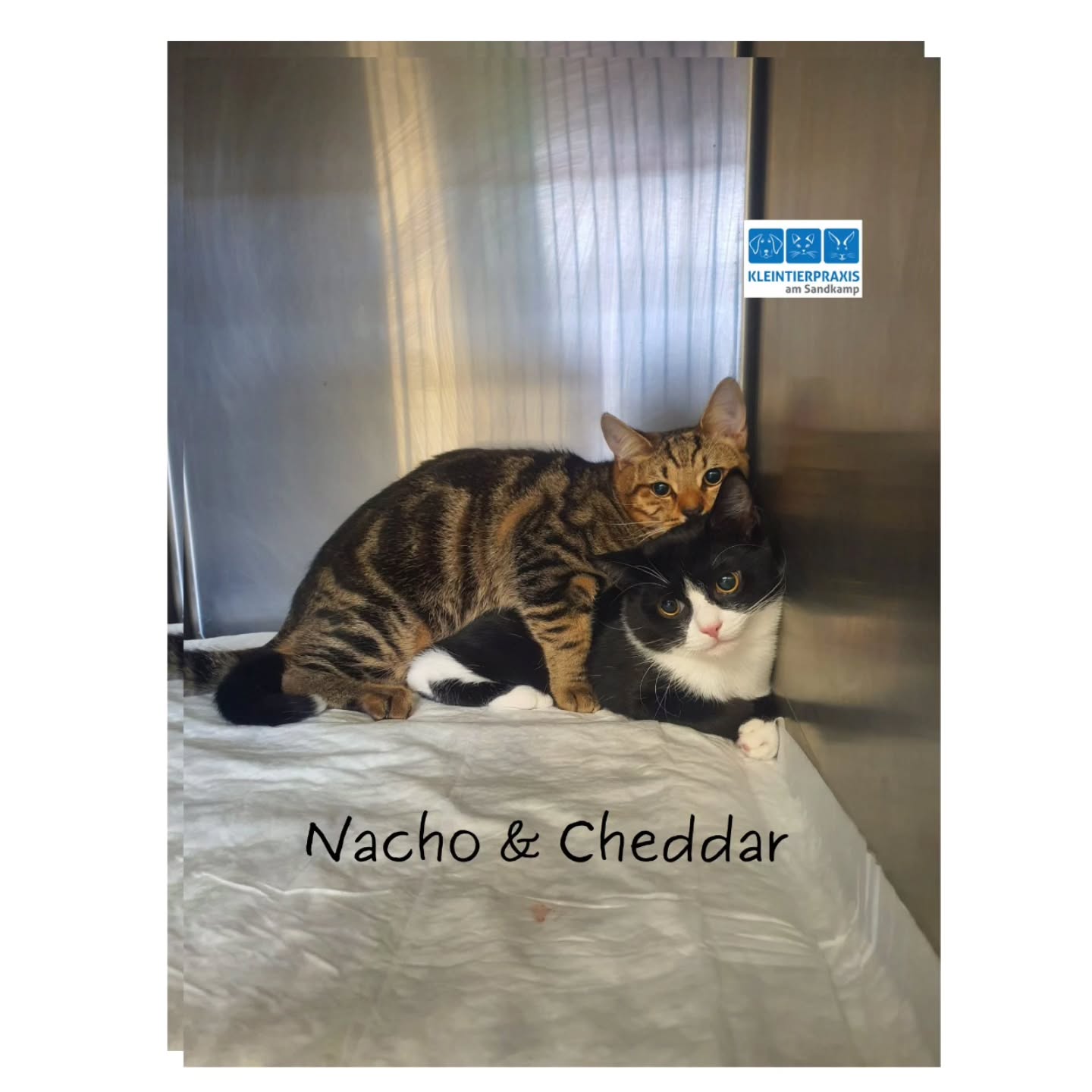 Cheddar und Nacho. Die beiden 6 Monate alten Kater wurden heute bei uns kastriert. Sind auf einer Pflegestelle des Tierheims geboren und aufgezogen worden und halten zusammen wie "Pech und Schwefel" ....oder halt wie Nacho&Cheddar😄
Wir wünschen allen Zwei - Vierbeinern einen schönen 1. Advent 🎅🎄✨️🧀🕯
#Tierarzt
#Kastration
#tierschutz
#Oldenburg
#Pflegestelle
#Tierheim
#Katzen