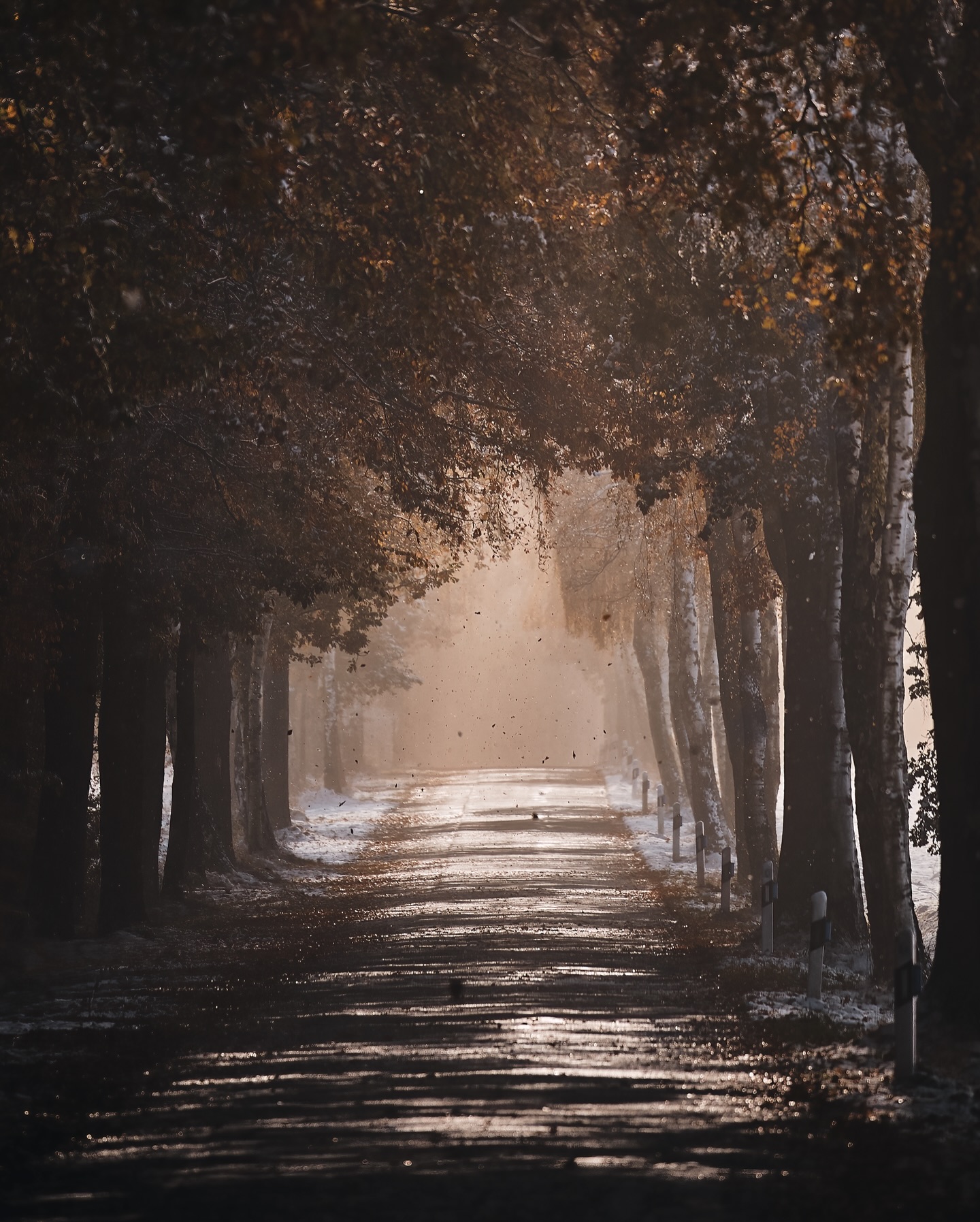 Dancing leaves.
Leaves and the first snowflakes are dancing! What a beautiful hazy shade of winter we had. I love how those beams of light shine through the tree’s canopies and create those patches of light on the surface of a little country road.