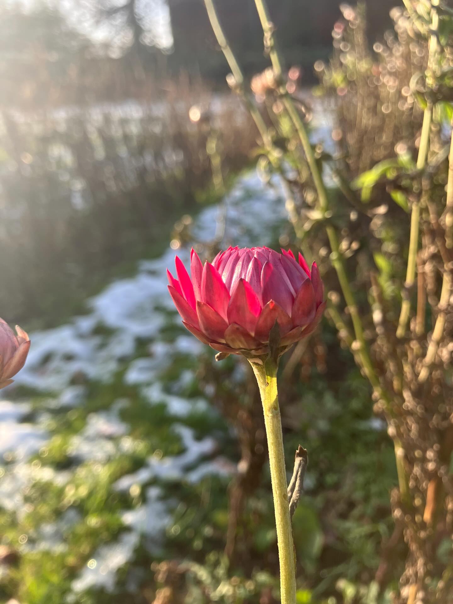 Det er blevet koldt og sjappet i blomstermarken, og vi roder og flytter rundt i rækkerne. Ligesom med nisserne gemmer magien sig, under plastik-tunellen og under bunker af blade, indendørs i vindueskarmene og på skrivebordet. Man skal kigge godt efter for at se den, og også tro på den, magien. Ellers sker det ikke 👼 ❄️🤫☀️