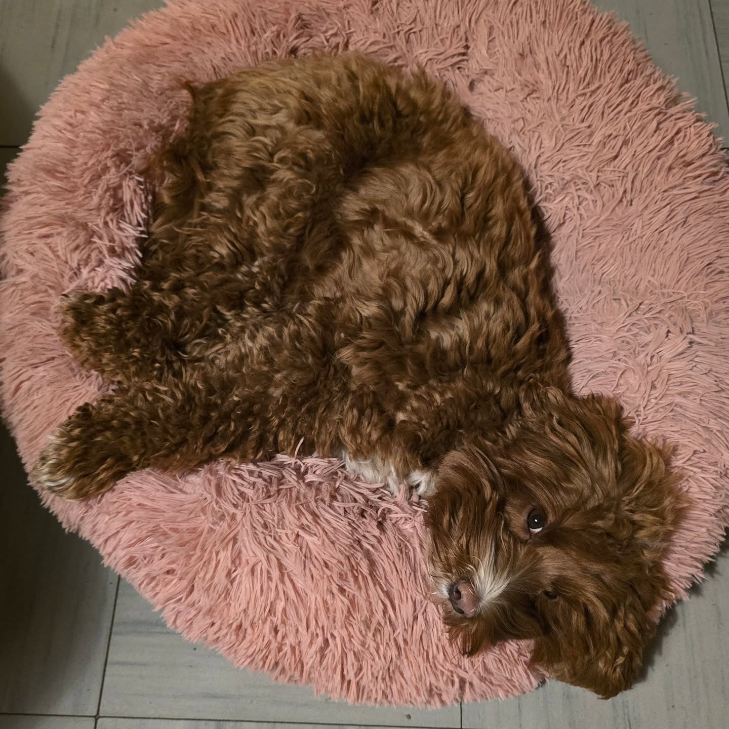 Godnatt säger Summer ❤️
www.solslabradoodle.com
#sleepingbeauty #redlabradoodle #mydogisawaladog