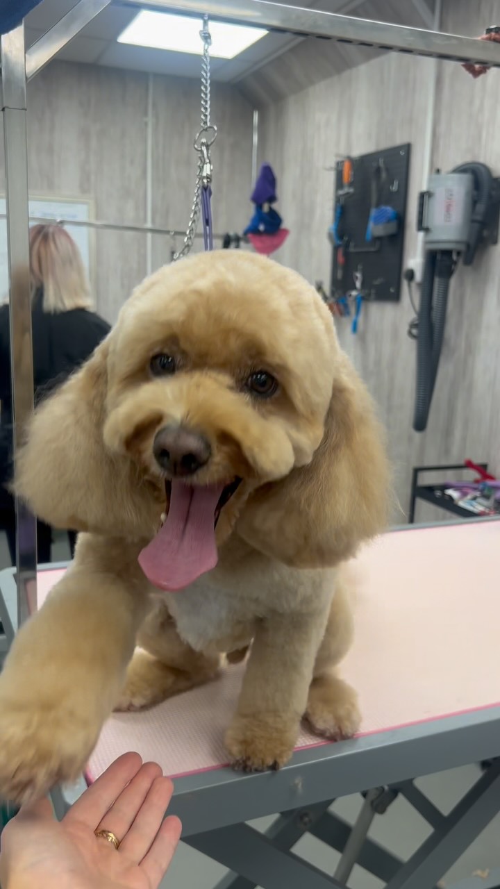 Step 1: Remove the forest 🌳😂
Step 2: Reveal the fluff ✂️
Our beautiful rolo❤️ #cavapoochon #cavapoochongroom