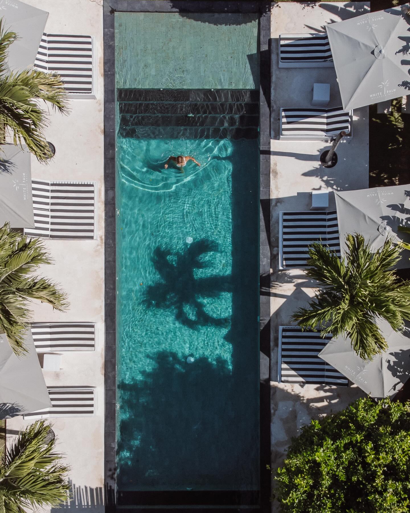 Where eco-chic meets pure island serenity.
Just a 2-minute stroll from Balangan Beach, White Palm Boutique Hotel invites you to slow down and soak in Bali’s natural beauty from above. Picture this: a top-view of our salt-water pool that’s gentle on your skin, tropical rooms just steps away, and the signature calm of our flying hammock waiting for you to unwind.
And when you’re ready to indulge, Coco Kitchen is right here serving fresh, wholesome flavors crafted to elevate your stay.
Your escape to effortless elegance starts here — book your stay today.
Reserve your room now and experience eco-chic living at White Palm.
#WhitePalmBali #BalanganBeach #EcoChicHotel #BoutiqueHotelBali #BaliResort SaltWaterPool CocoKitchenBali FlyingHammock VisitBali BaliGetaway BaliHotels BukitBali SustainableTravel EcoStay TravelBali