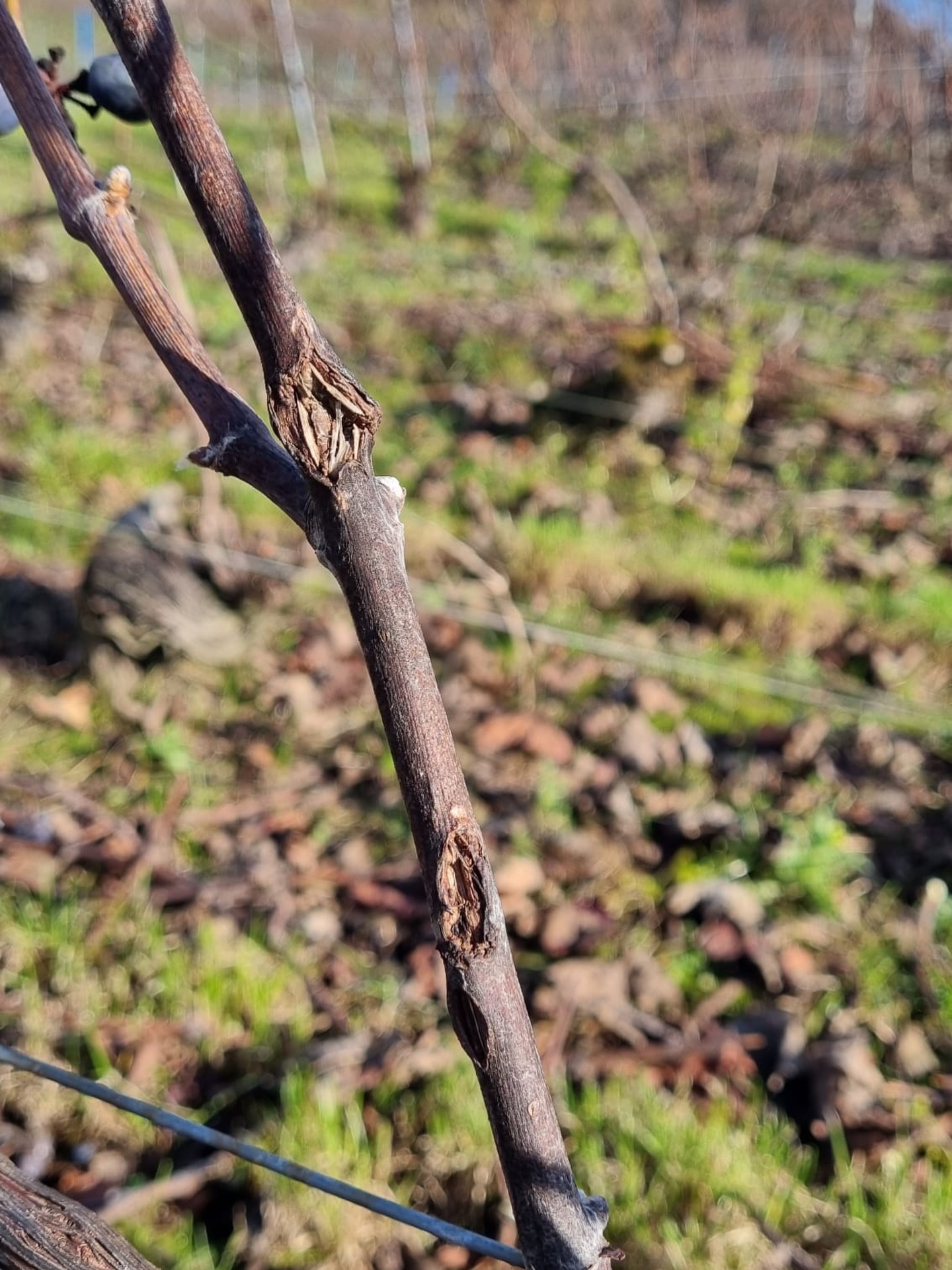 Une taille plus compliquée cette année…
Au printemps dernier, la grêle s’est abattue sur certaines de nos vignes en Champagne, endommageant de nombreux sarments.
Aujourd’hui, en pleine période de taille, on mesure encore les conséquences de cet épisode : bois abîmés, rendant le choix des bois plus difficiles, et un travail qui demande encore plus de patience et d’attention.
La grêle laisse des traces longtemps après son passage… mais on continue d’avancer, pour accompagner au mieux la vigne dans son nouveau cycle.
#champagne #champagnebrassart #moussy #vigneschampagne #grele #grelechampagne #taille #vignes